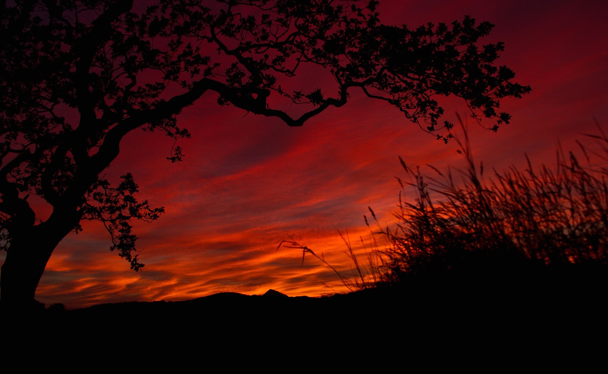 Silhouette of a tree and grass against a dramatic sunset sky HD Wallpaper