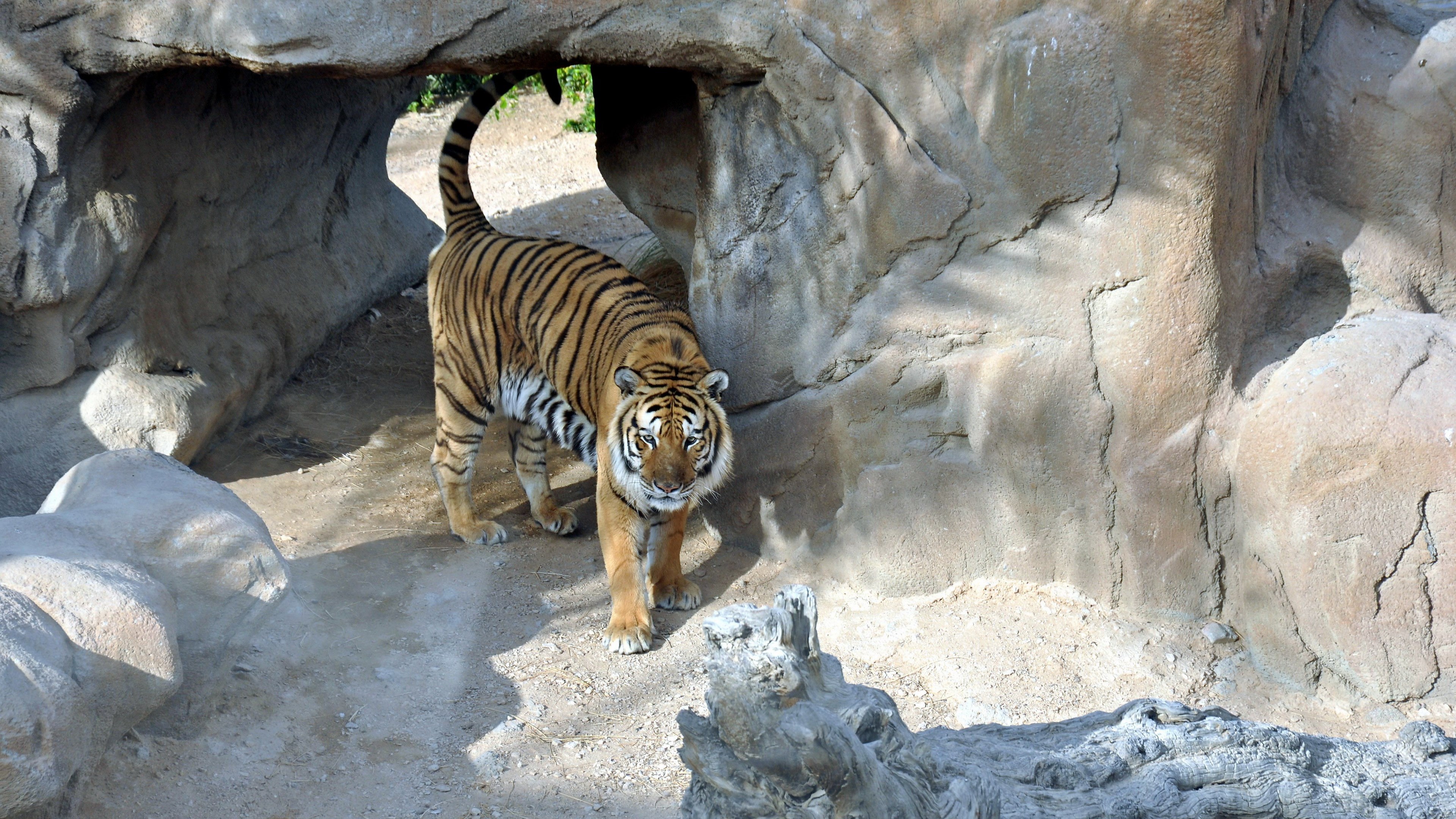 Tiger walking out of a cave HD Wallpaper