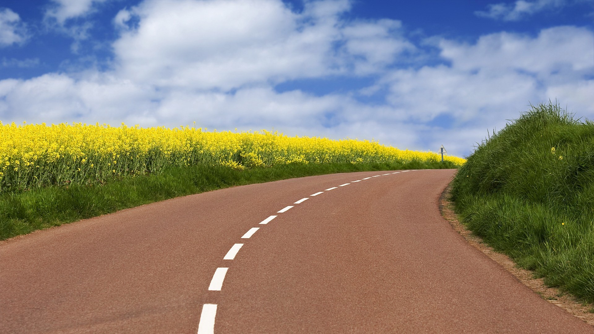 Road through a field of yellow flowers under a blue sky HD Wallpaper