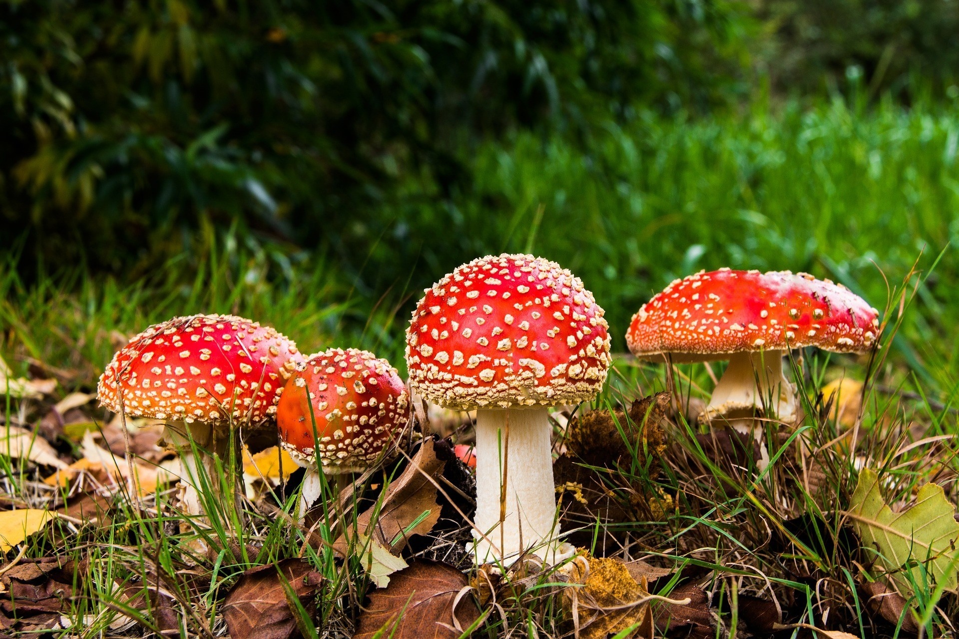 Amanita muscaria mushrooms in a forest setting HD Wallpaper