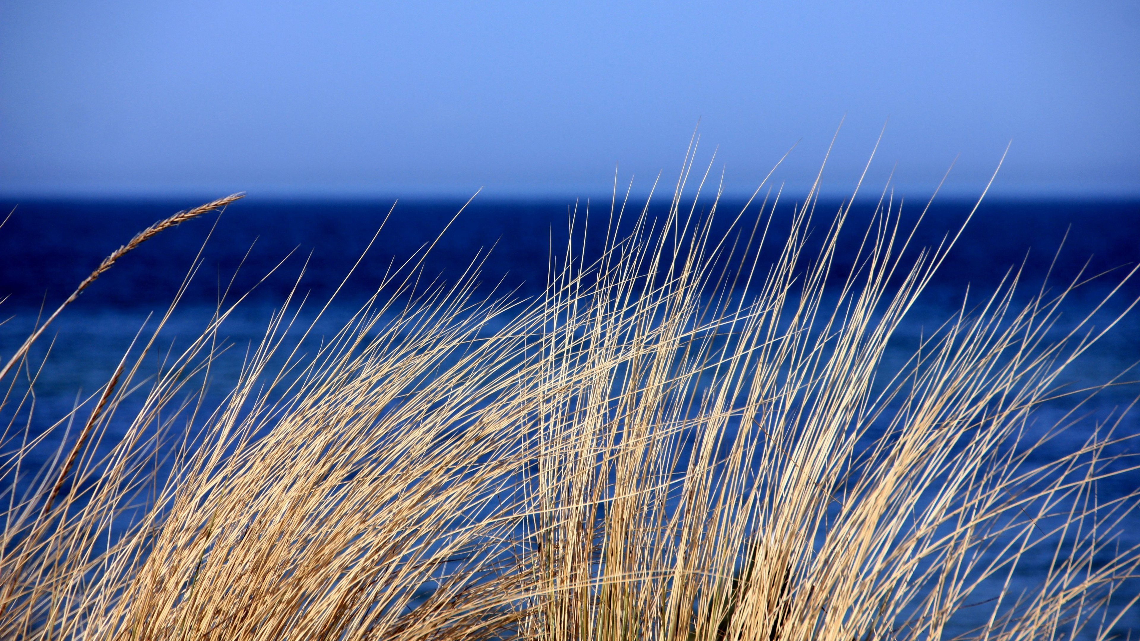 Dry grass in front of the blue sea and sky HD Wallpaper
