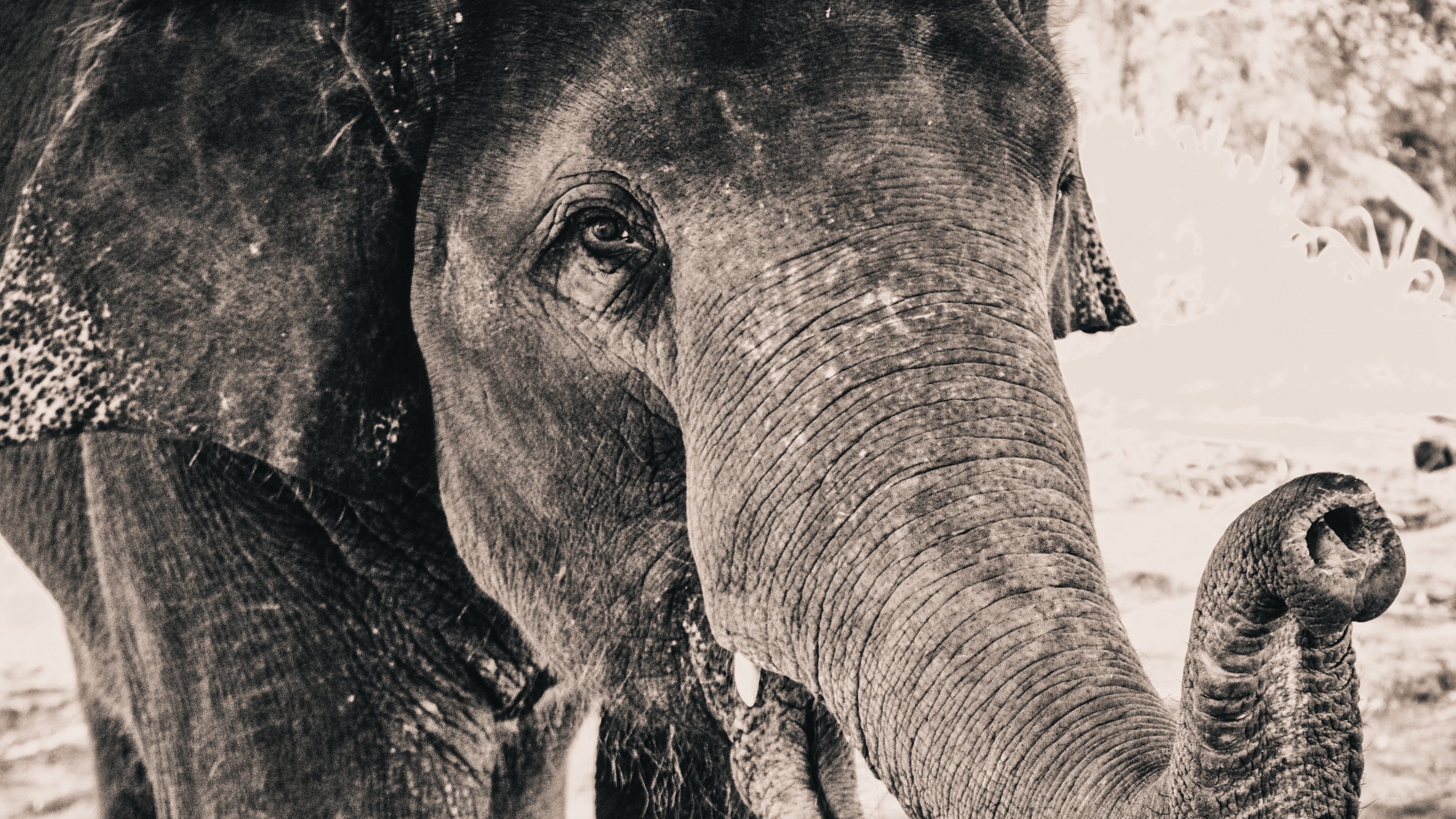 Close-up of an Indian elephant's face in monochrome HD Wallpaper