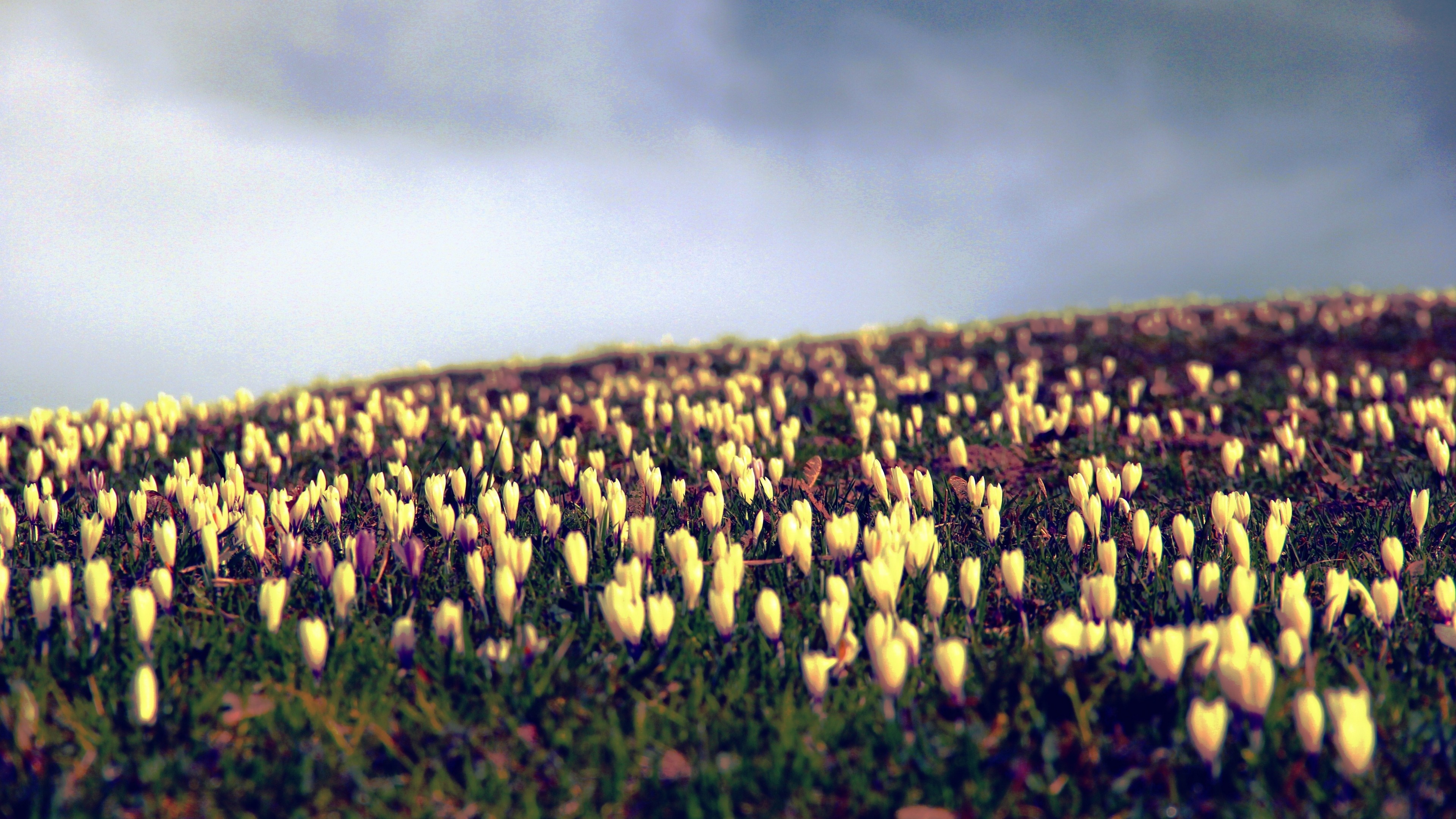 Field of yellow crocuses under a cloudy sky HD Wallpaper