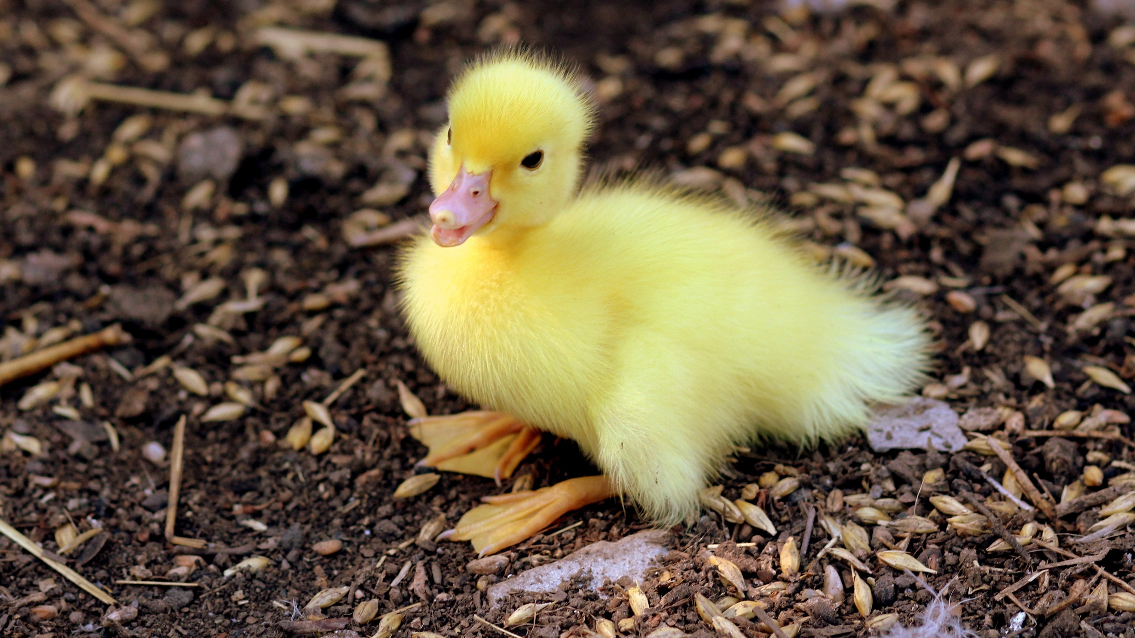 A fluffy yellow duckling on the ground HD Wallpaper