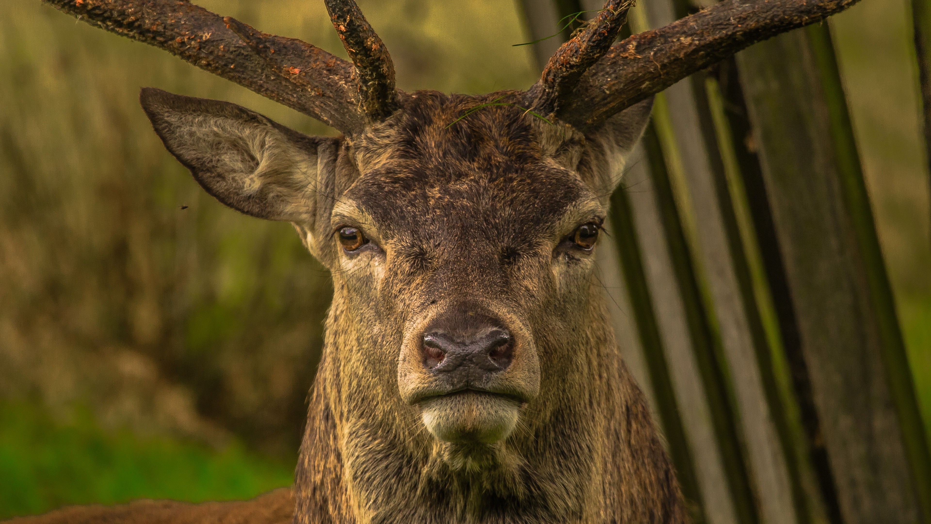 Close-up of a red deer stag with large antlers HD Wallpaper