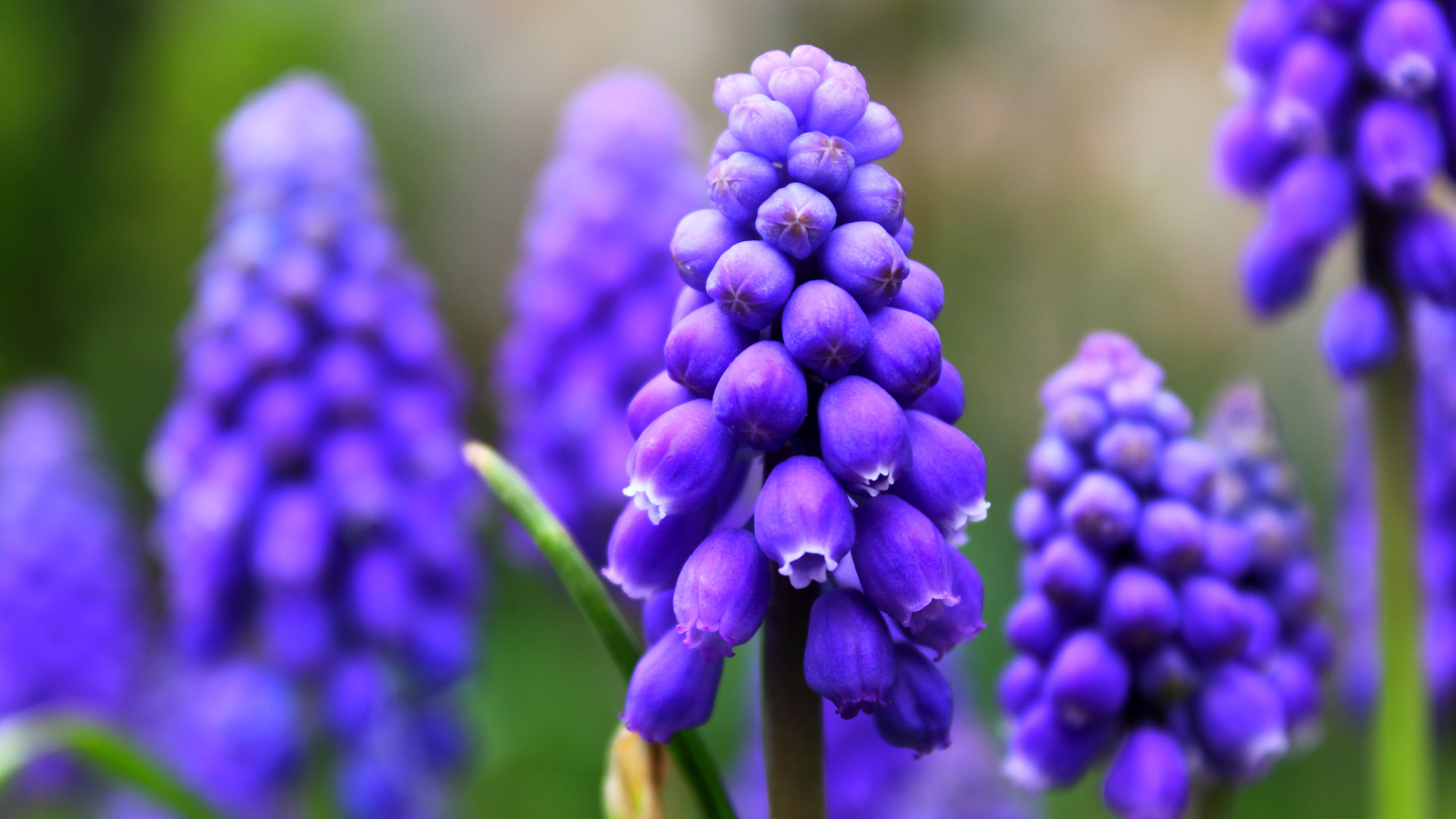 Close-up of purple grape hyacinth flowers in bloom HD Wallpaper