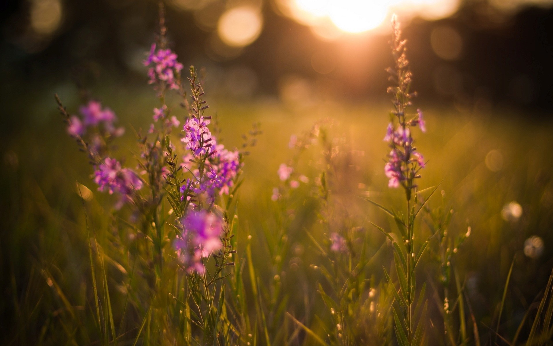 Purple wildflowers in the meadow at sunset HD Wallpaper