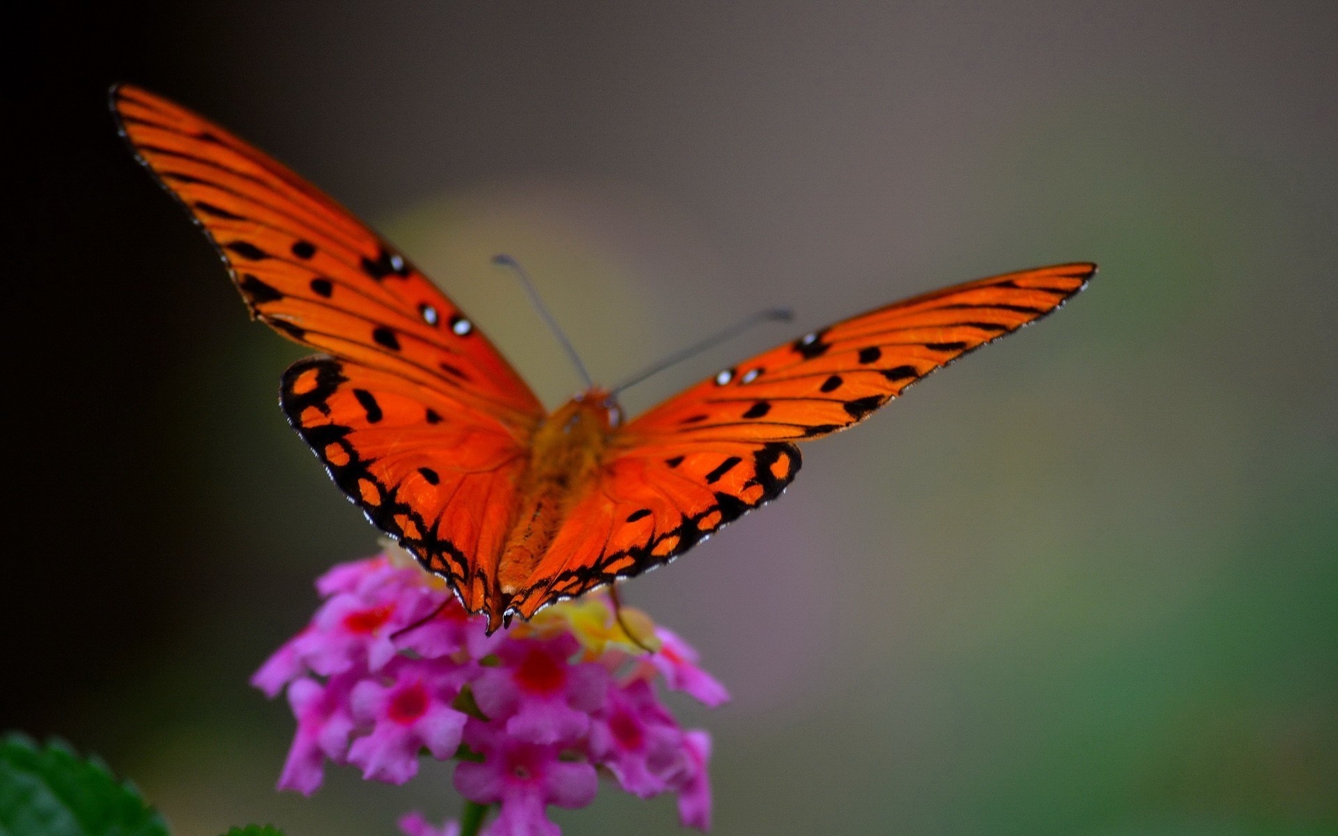 Orange butterfly on pink flowers HD Wallpaper