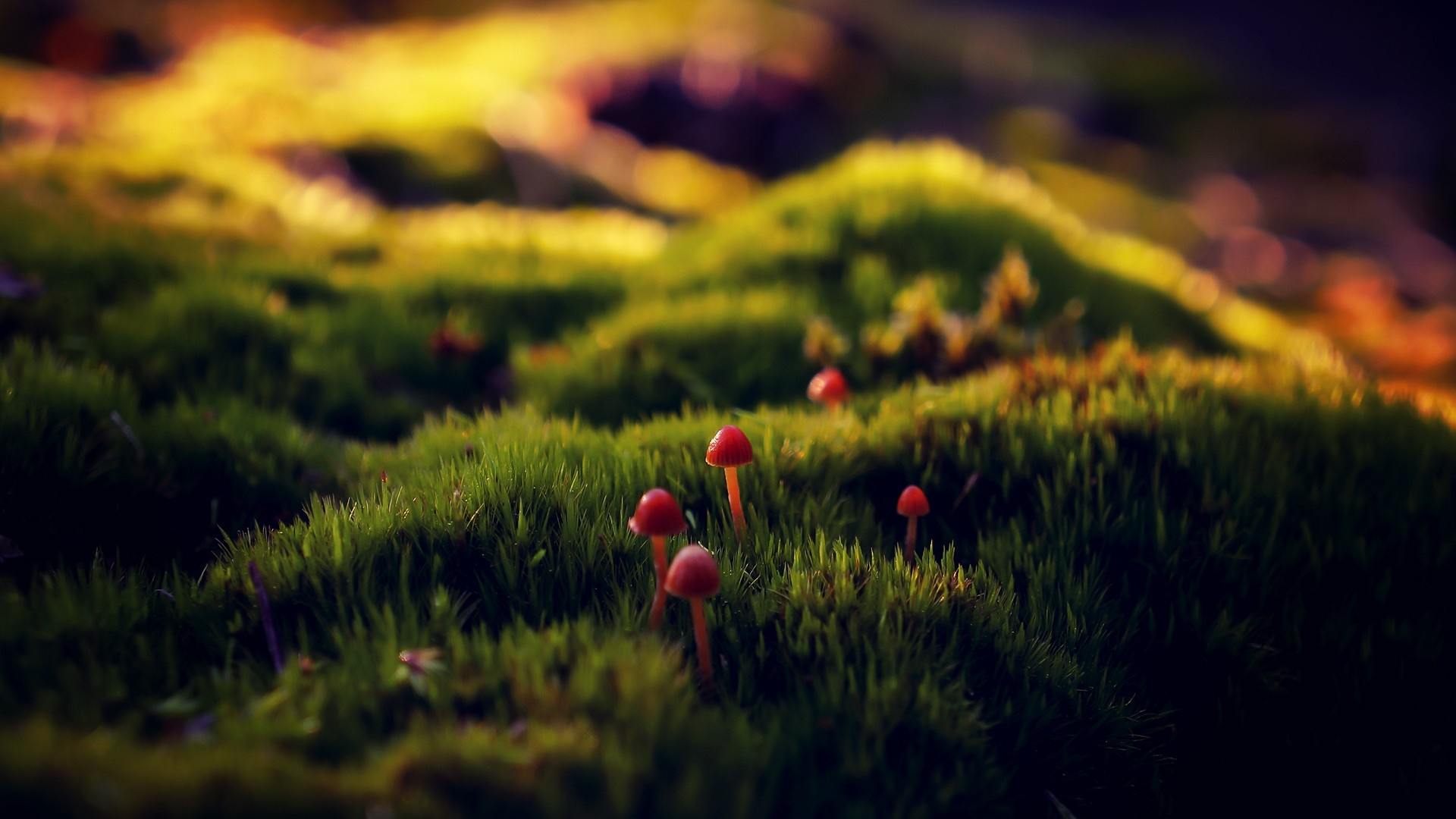 Macro shot of small red mushrooms on moss HD Wallpaper