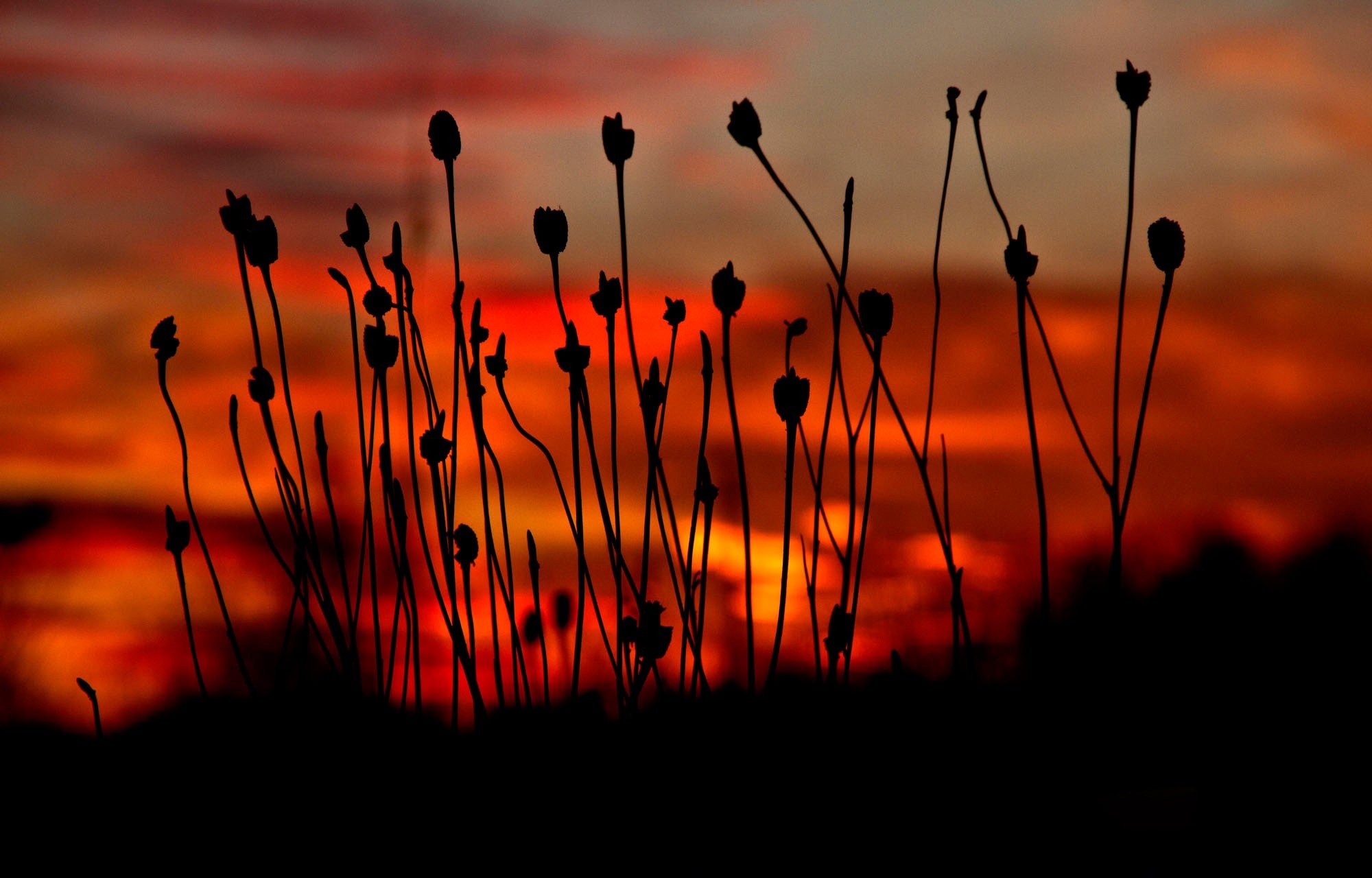 Silhouette of plants against a fiery sunset sky HD Wallpaper