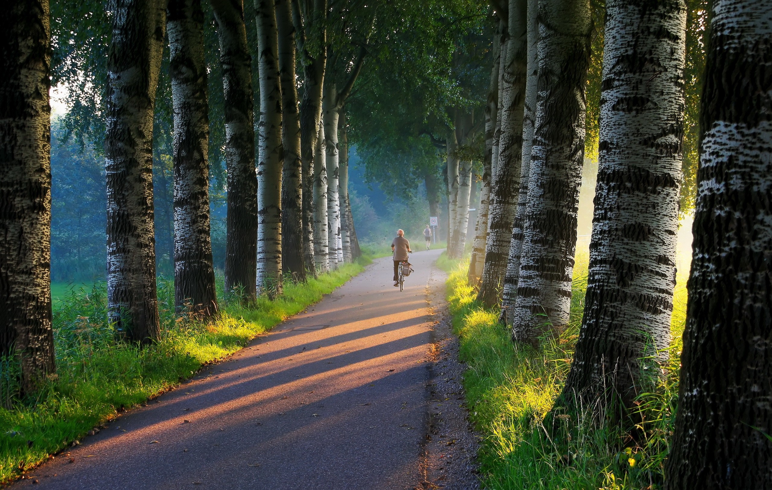 Person cycling on a tree-lined road at sunrise HD Wallpaper