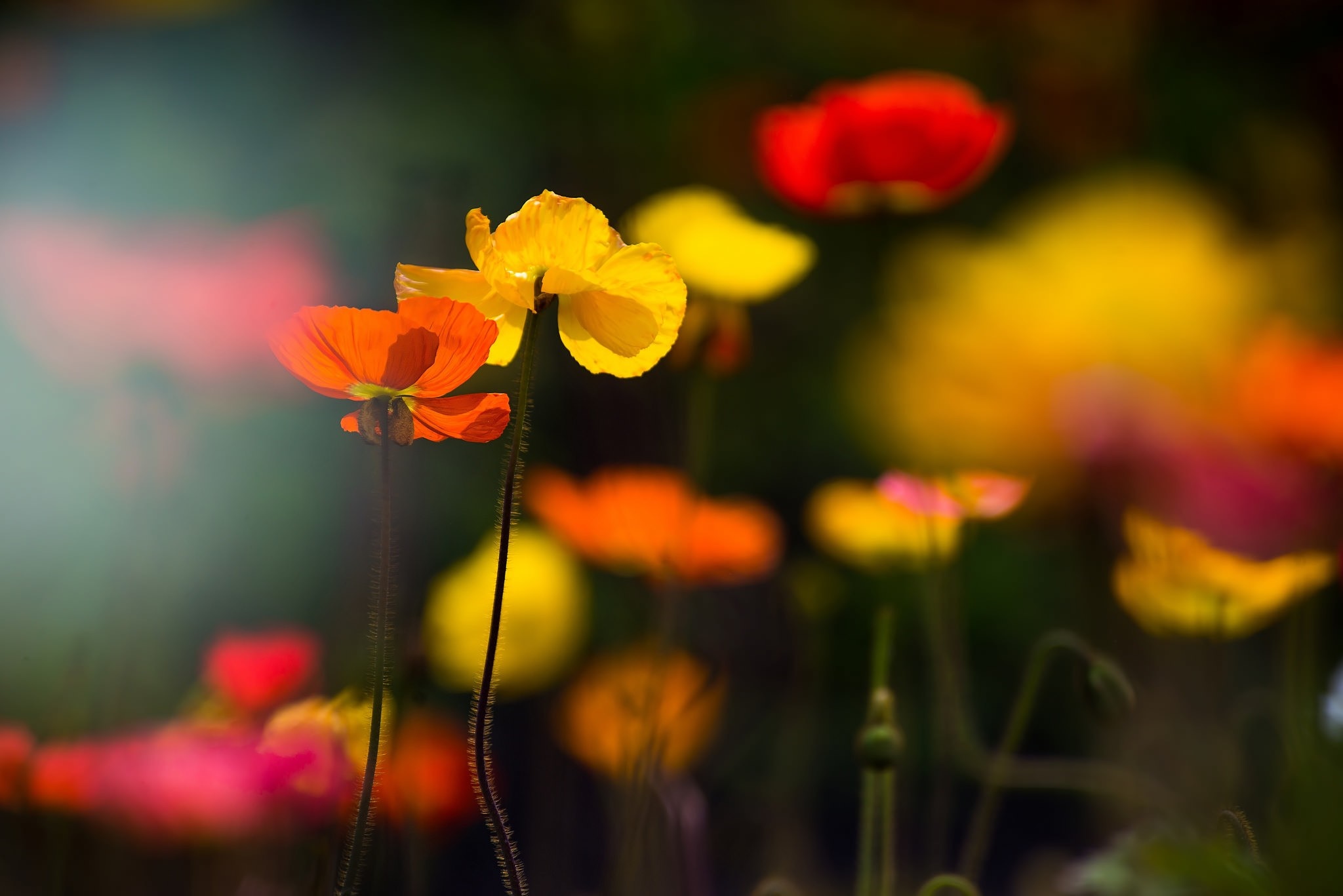 Close-up of colorful poppies in a field HD Wallpaper