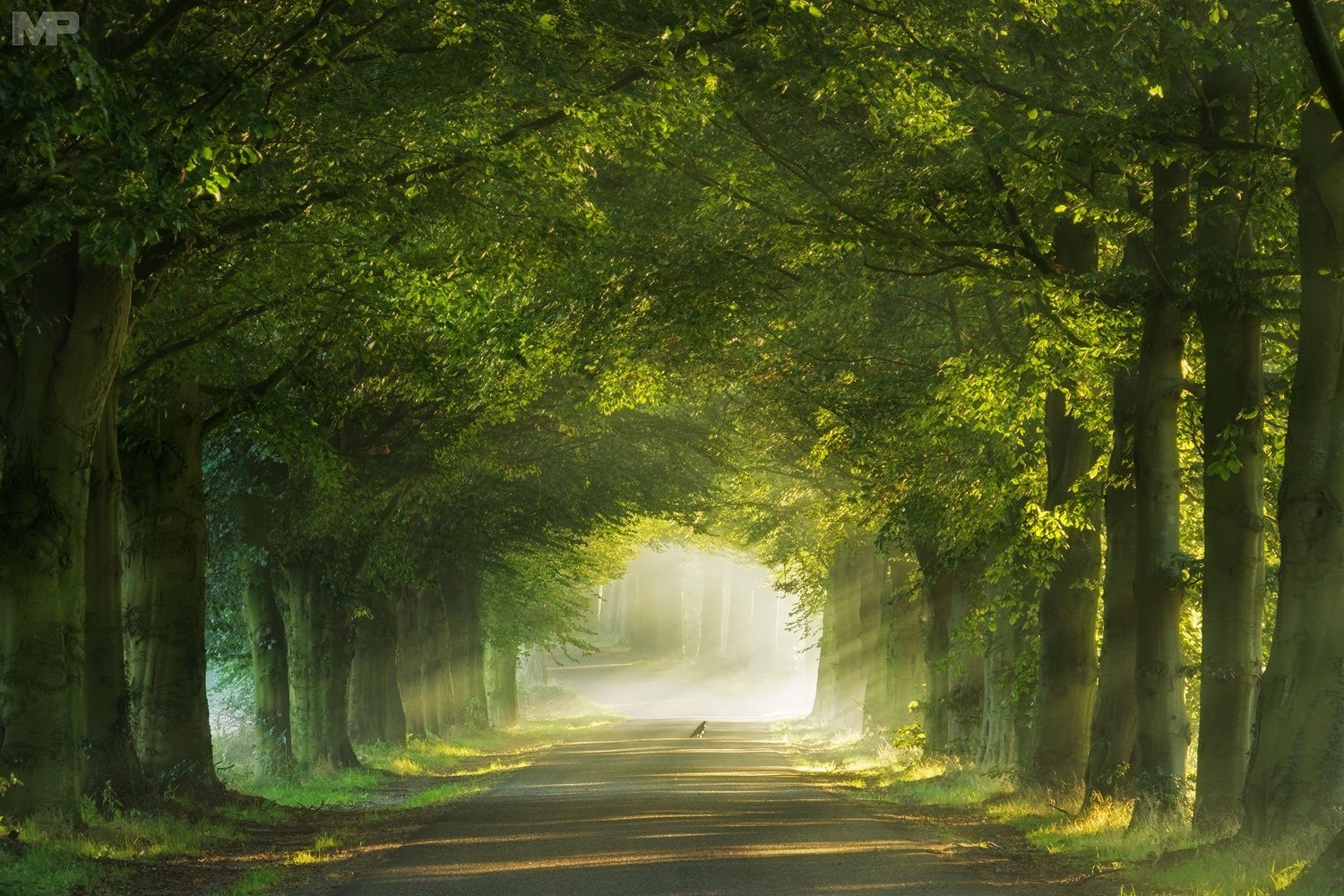 Sunlit tree tunnel road with a bird HD Wallpaper