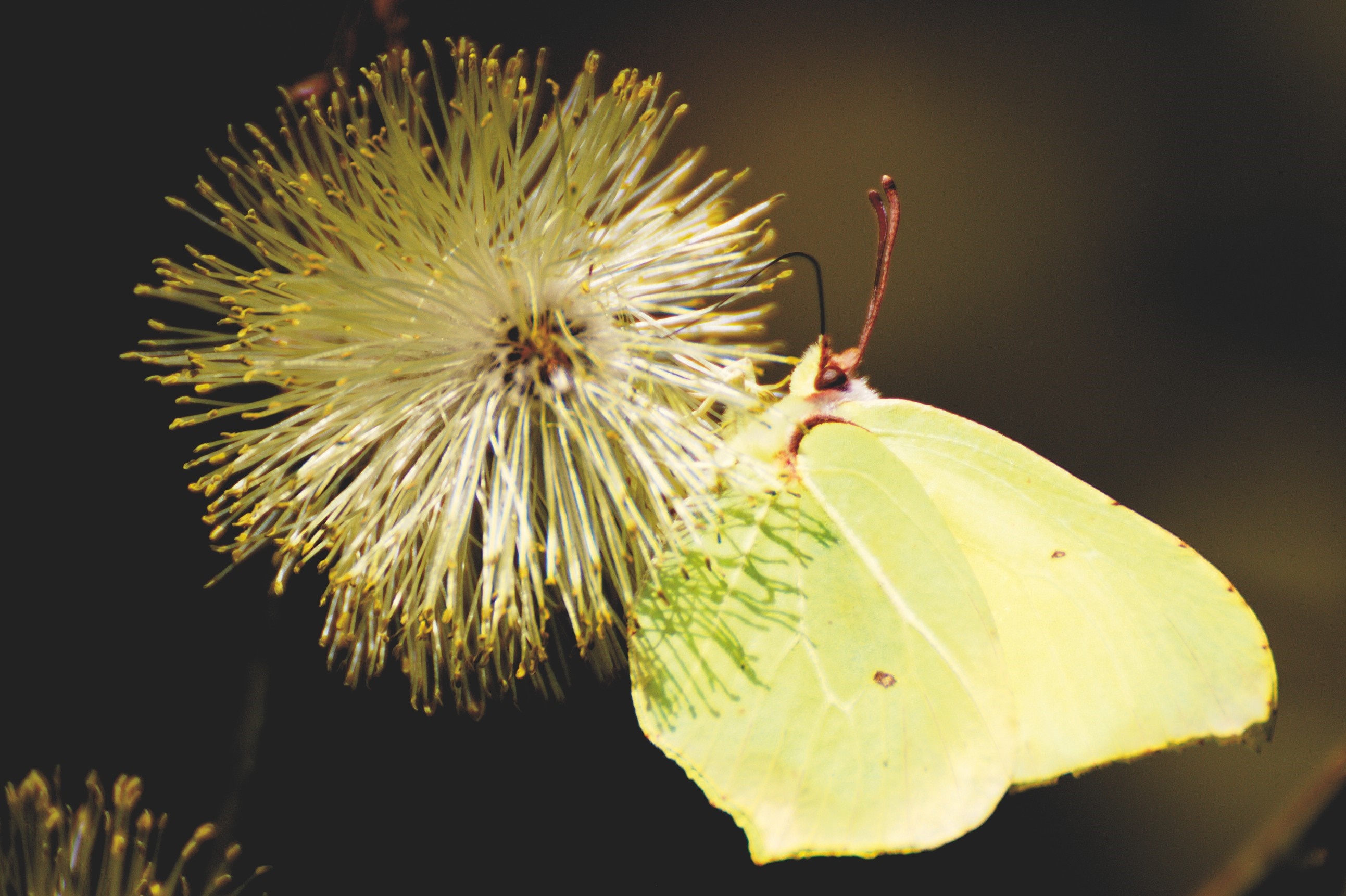 Yellow butterfly on a fluffy yellow flower HD Wallpaper