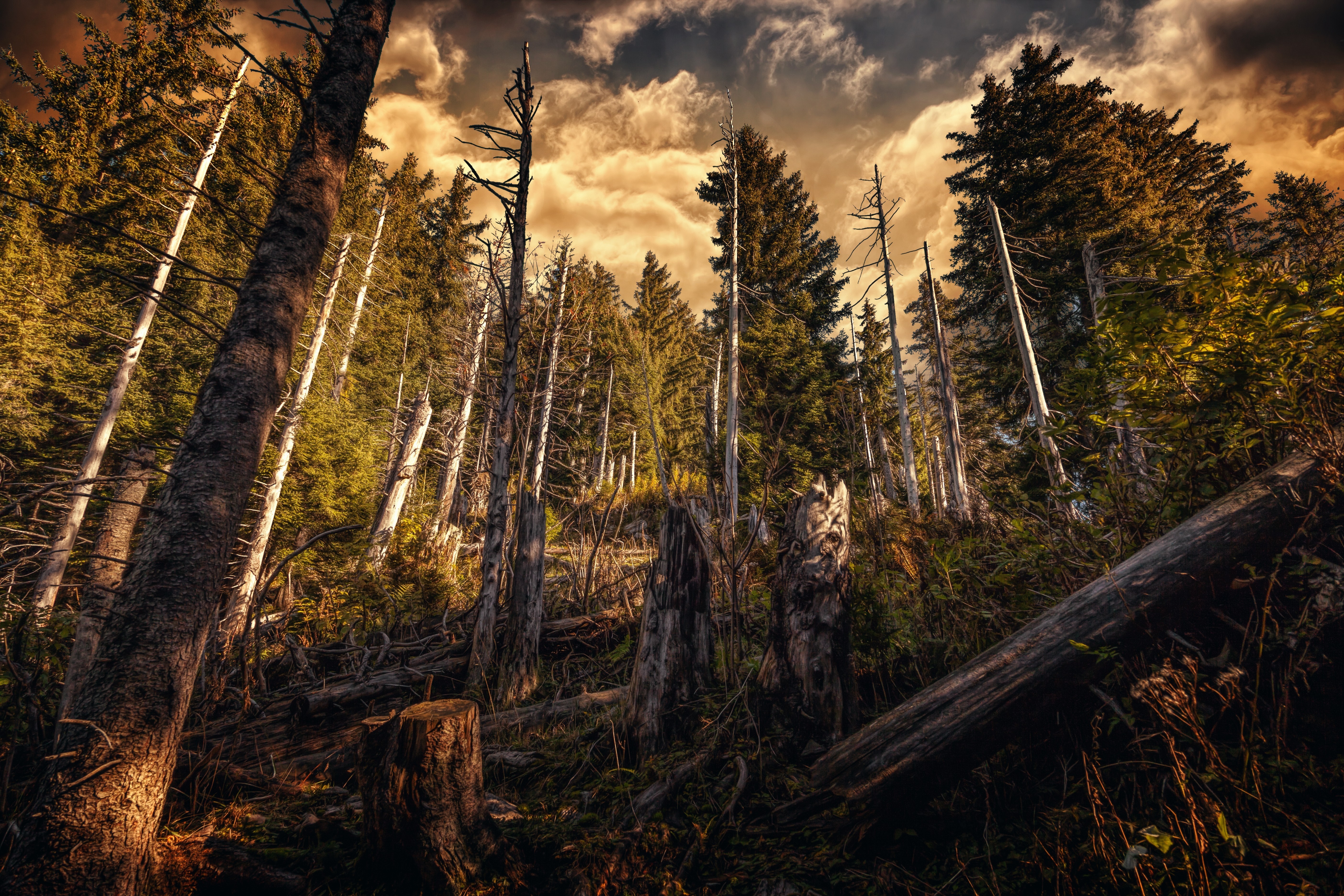 Sunlight filtering through a dense forest with dead trees HD Wallpaper