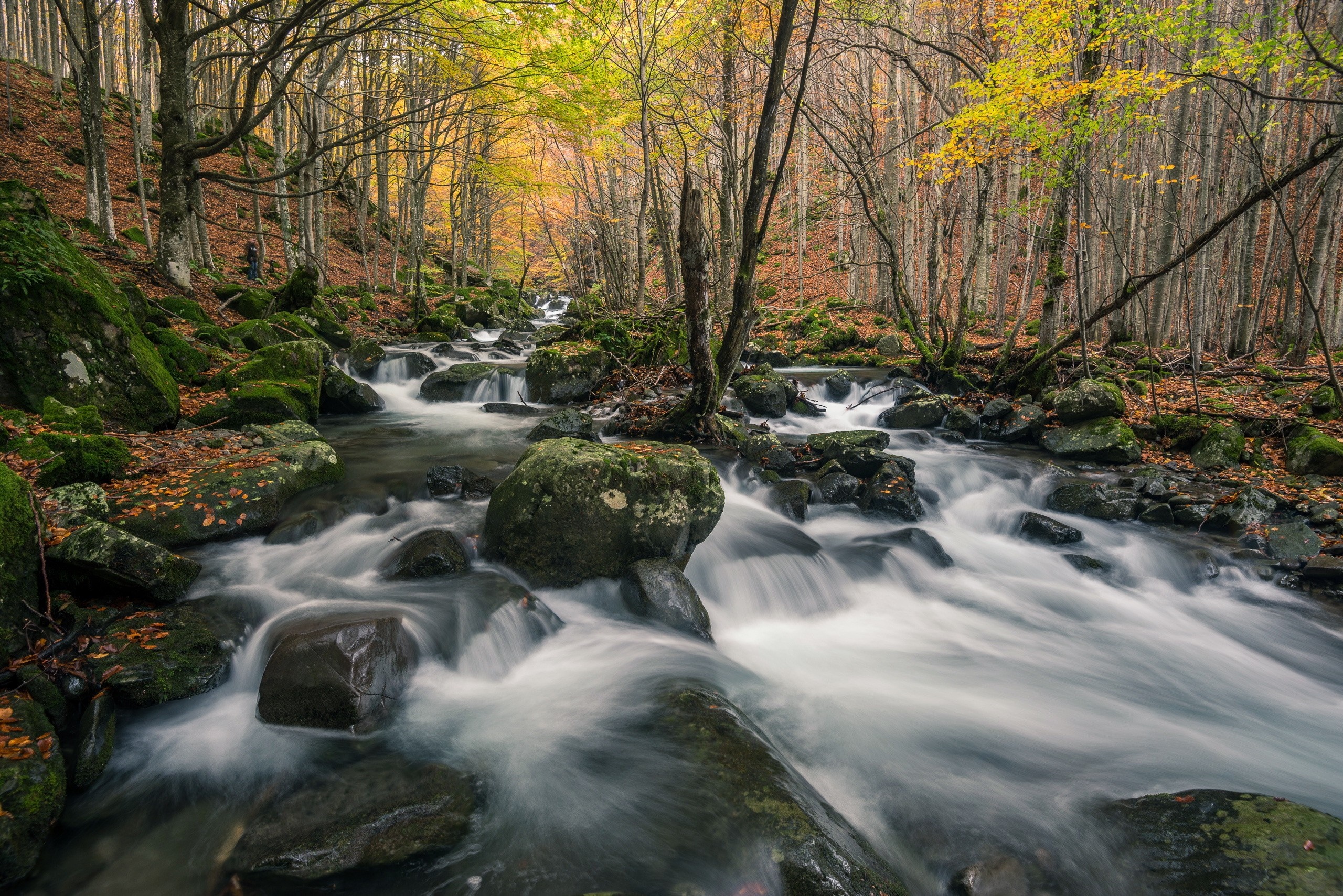 Autumn forest stream with mossy rocks and flowing water HD Wallpaper