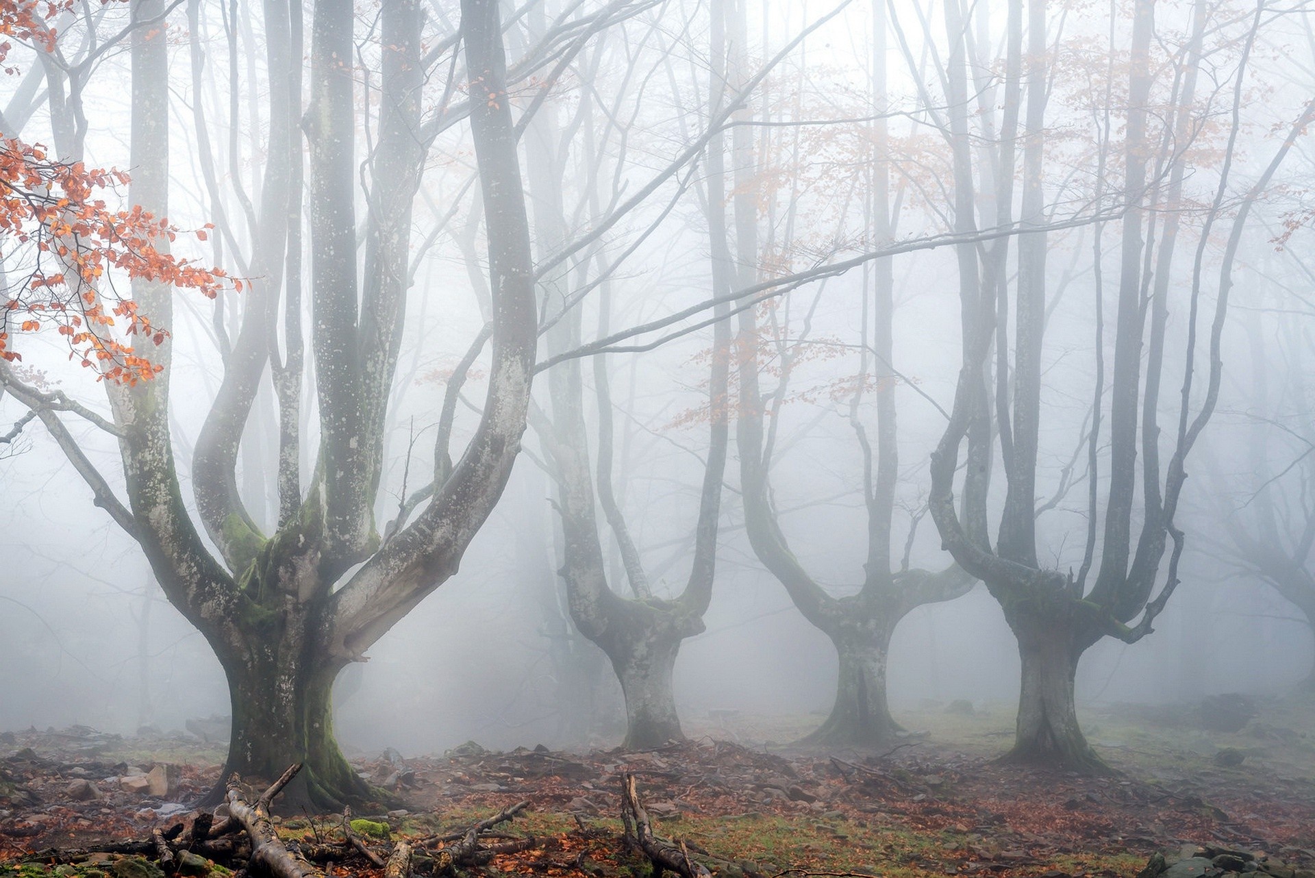 Misty forest with gnarled trees in autumn HD Wallpaper