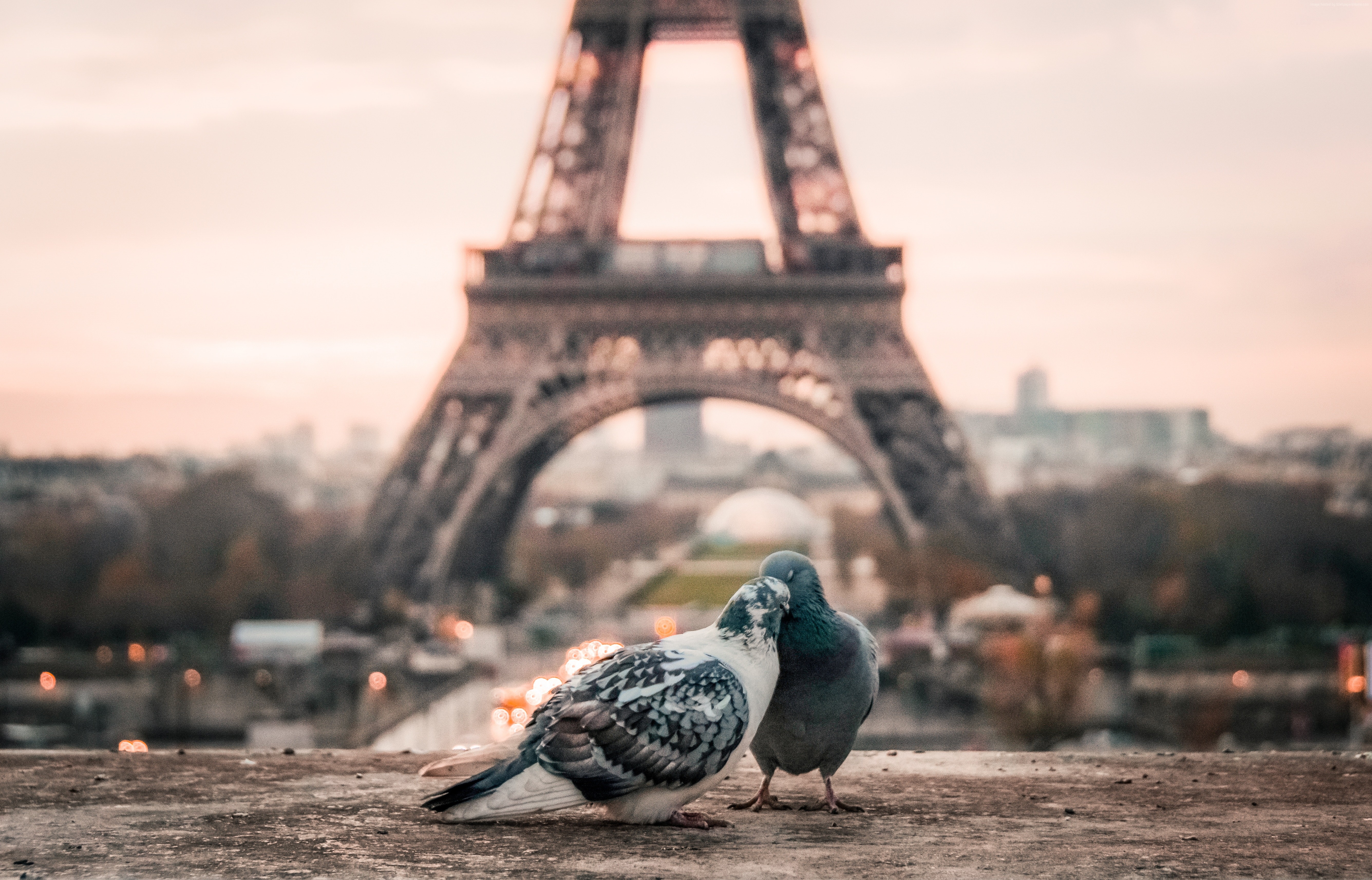 Two doves in front of the Eiffel Tower in Paris HD Wallpaper