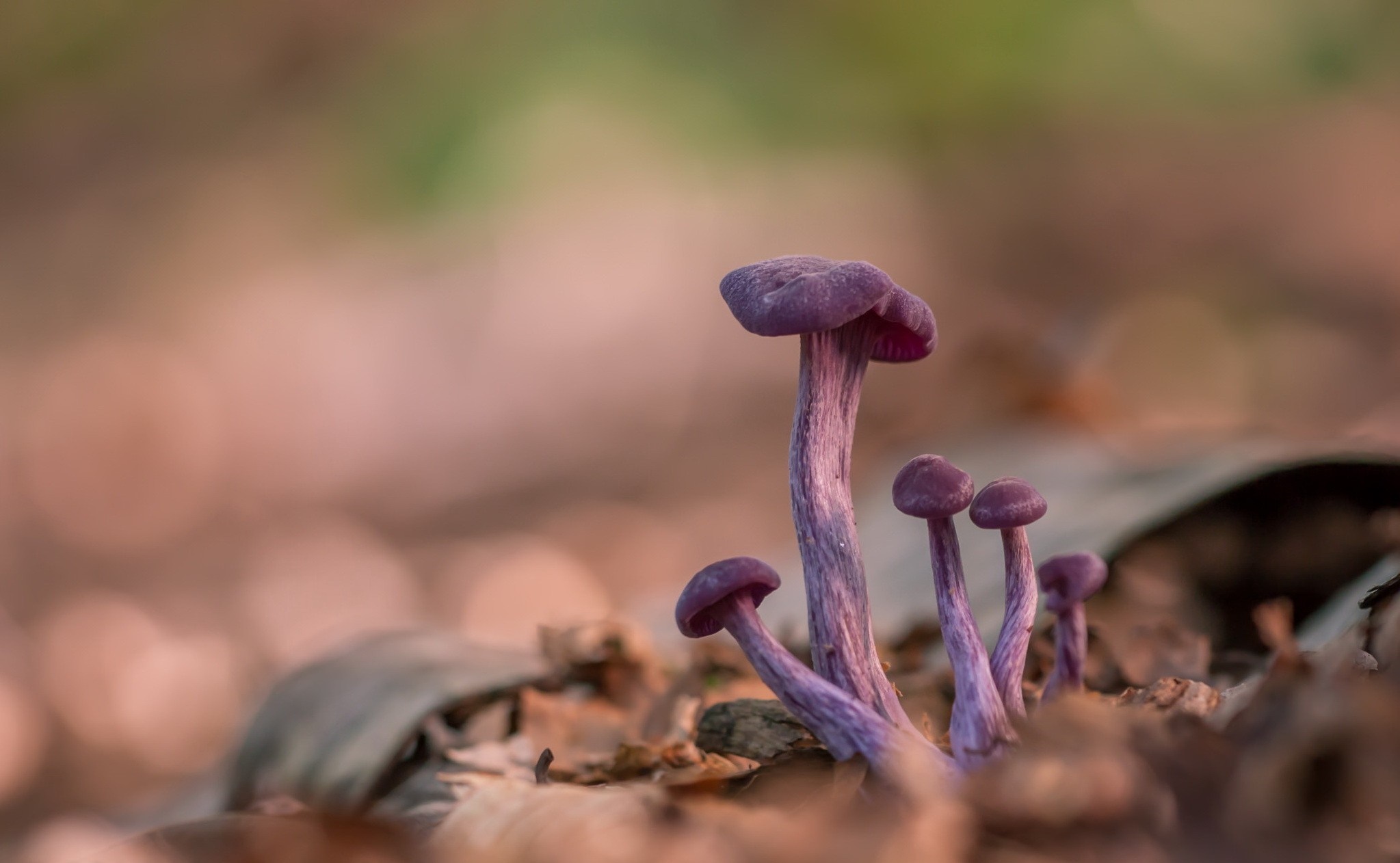 Purple mushrooms growing among fallen leaves HD Wallpaper