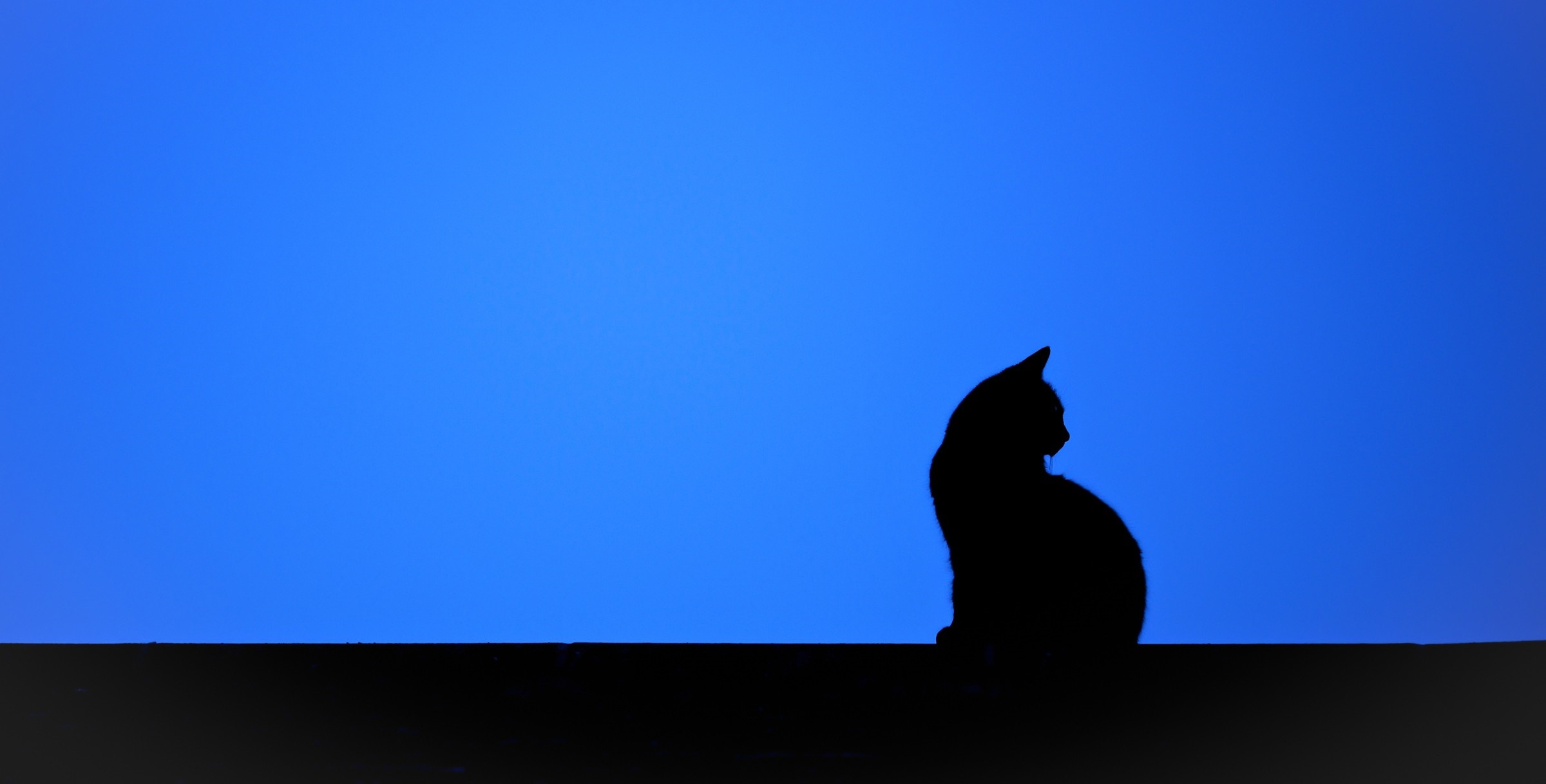 Silhouette of a cat against a blue sky HD Wallpaper