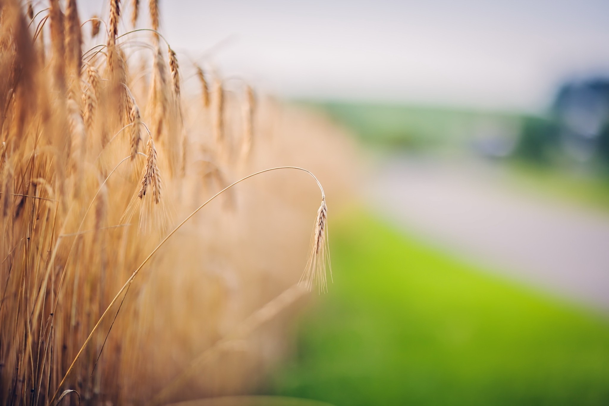 Close-up of wheat field in sunlight HD Wallpaper