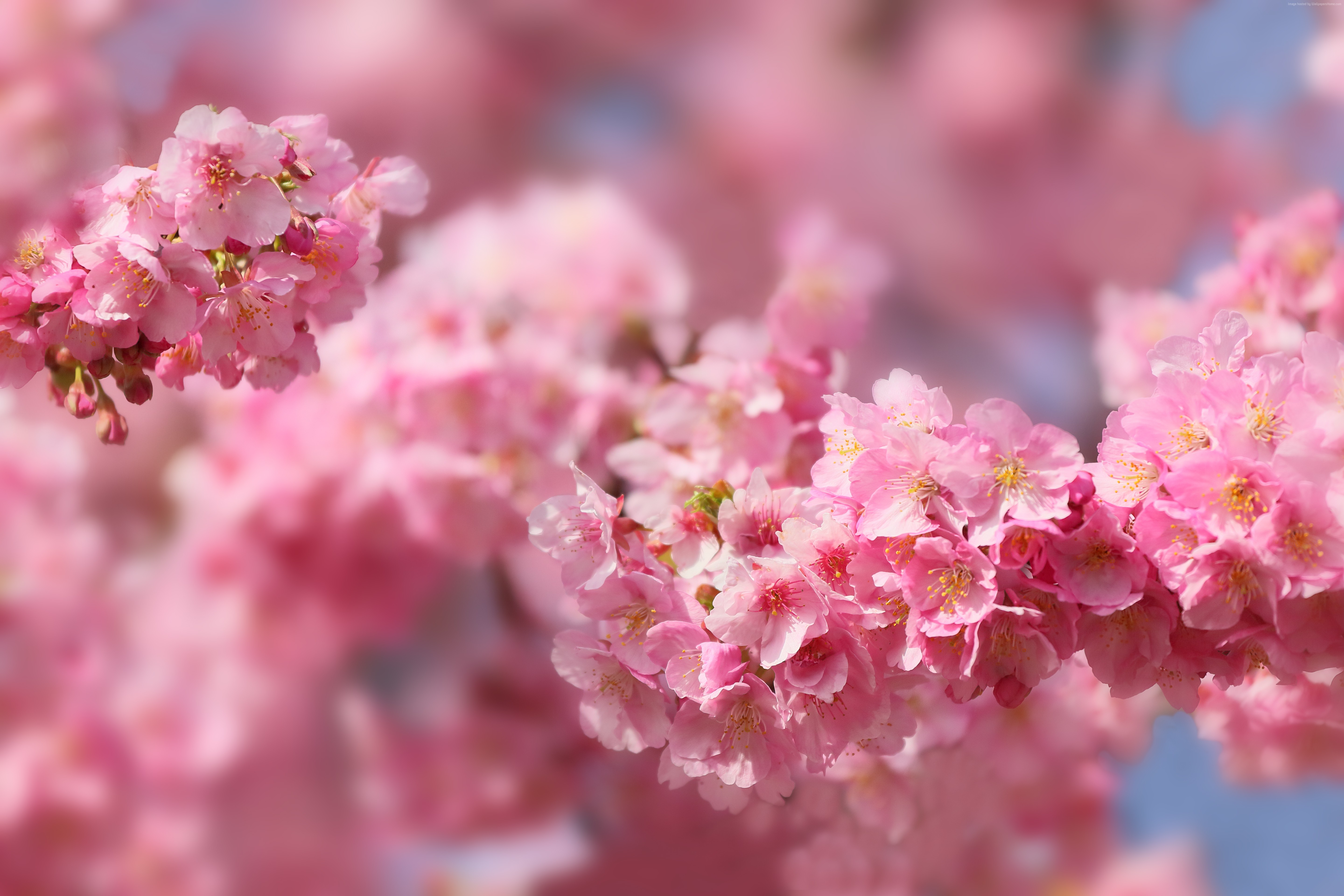 Pink cherry blossoms in bloom HD Wallpaper
