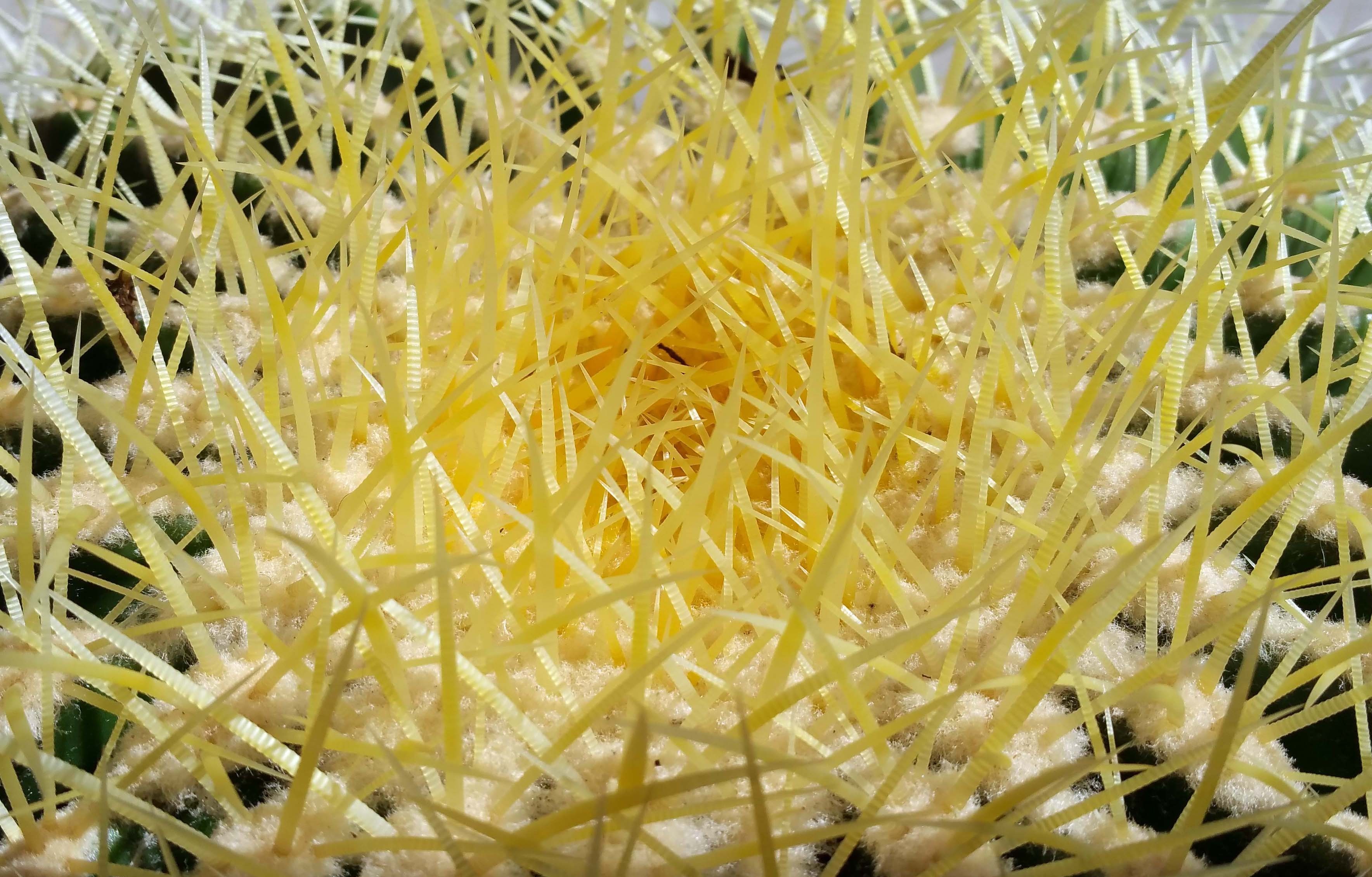 Close-up of a yellow barrel cactus with sharp spines HD Wallpaper