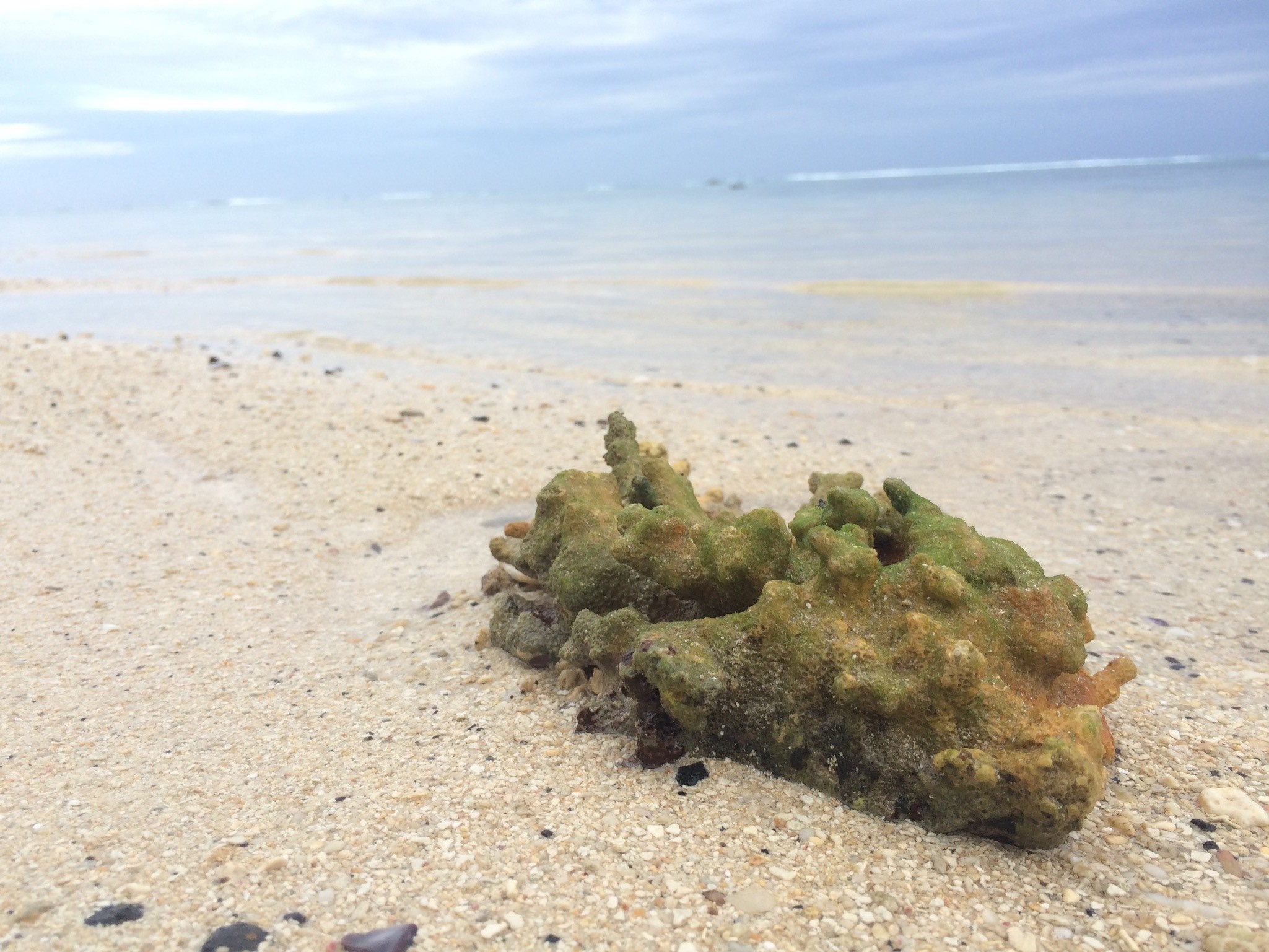 Coral on a sandy beach with the ocean in the background HD Wallpaper