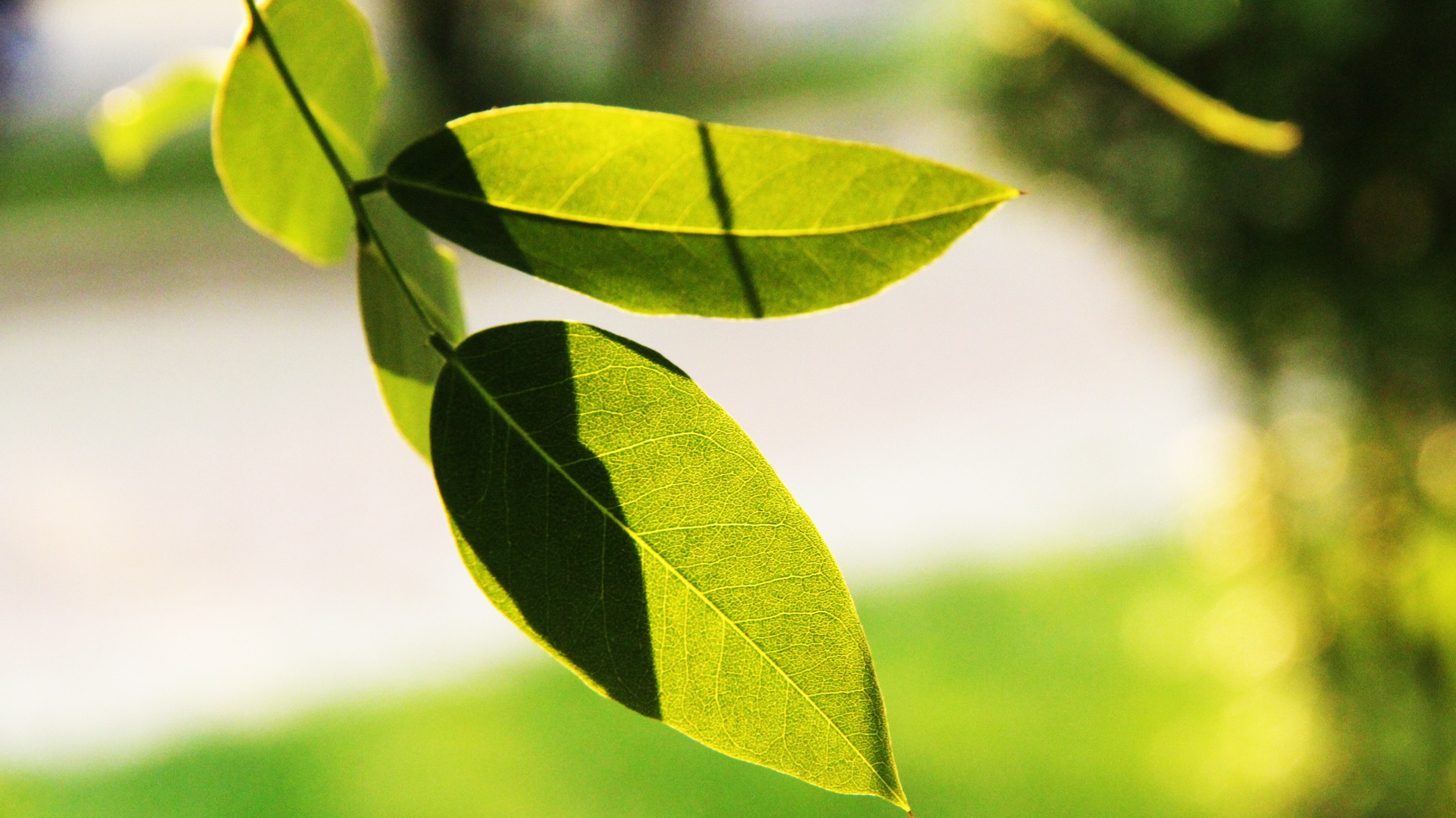 Close up of green leaves with sunlight and shadows HD Wallpaper