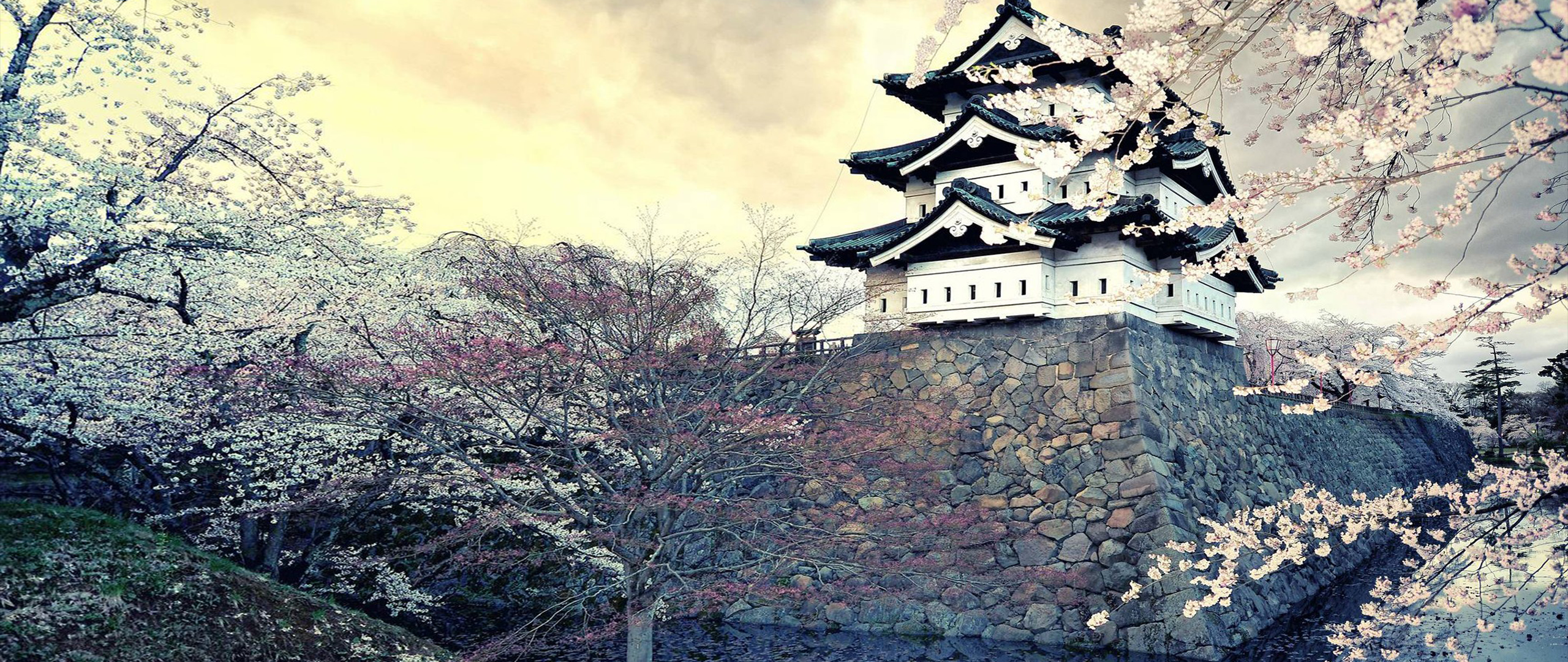 Japanese castle surrounded by cherry blossoms in spring HD Wallpaper