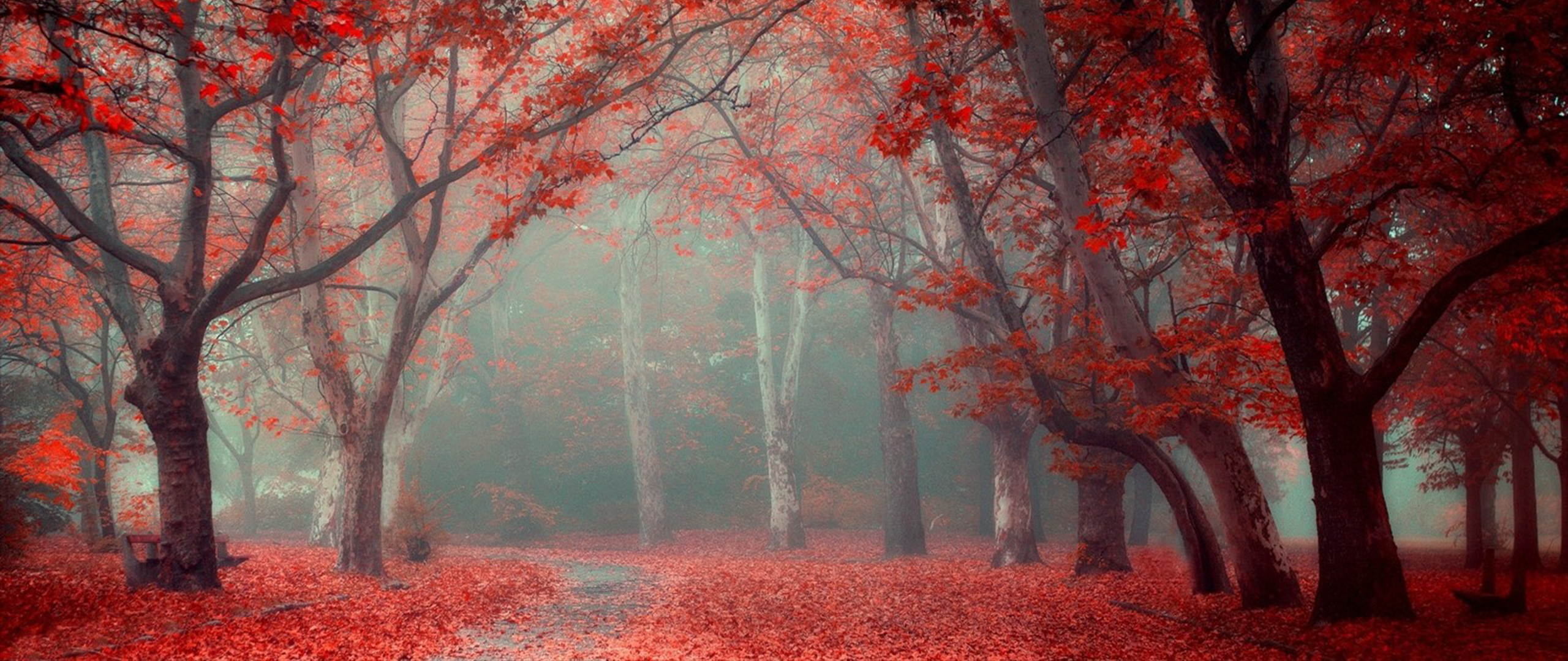 Autumn forest with red leaves and fog HD Wallpaper