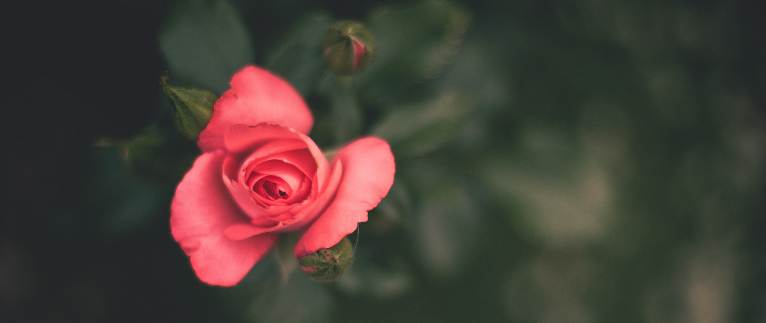 Close-up of a pink rose with buds HD Wallpaper