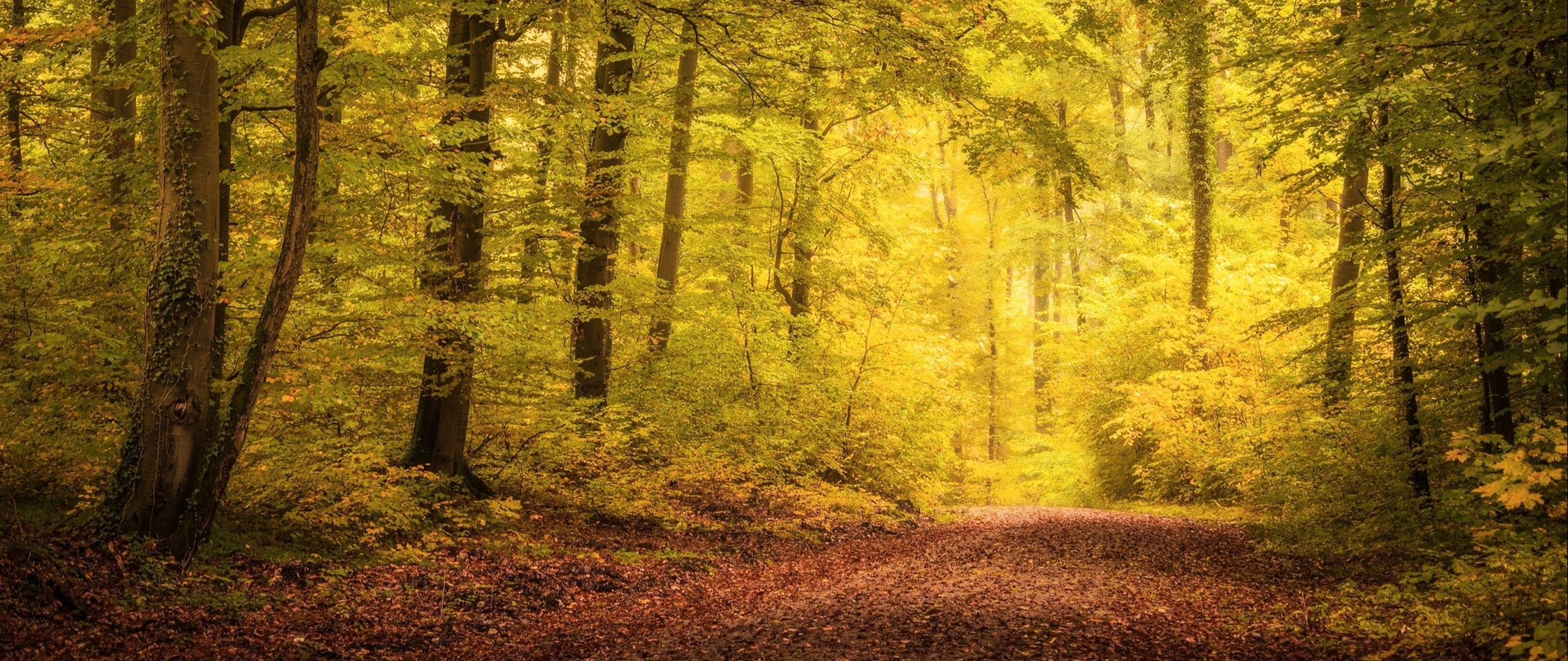 Sunlight filtering through an autumn forest with a path HD Wallpaper
