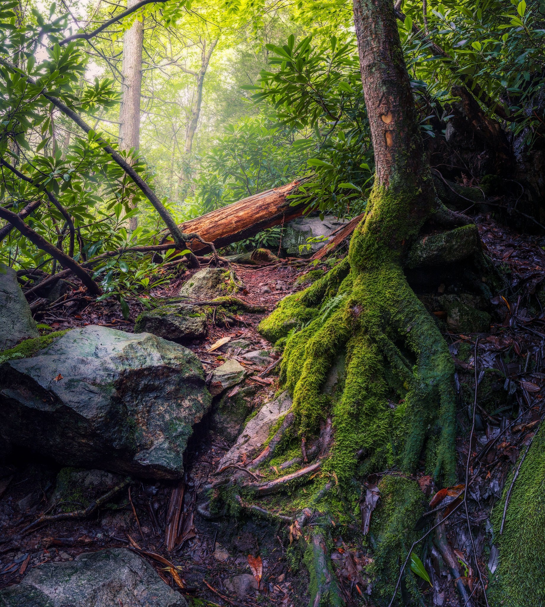 Moss-covered tree roots on a forest path HD Wallpaper