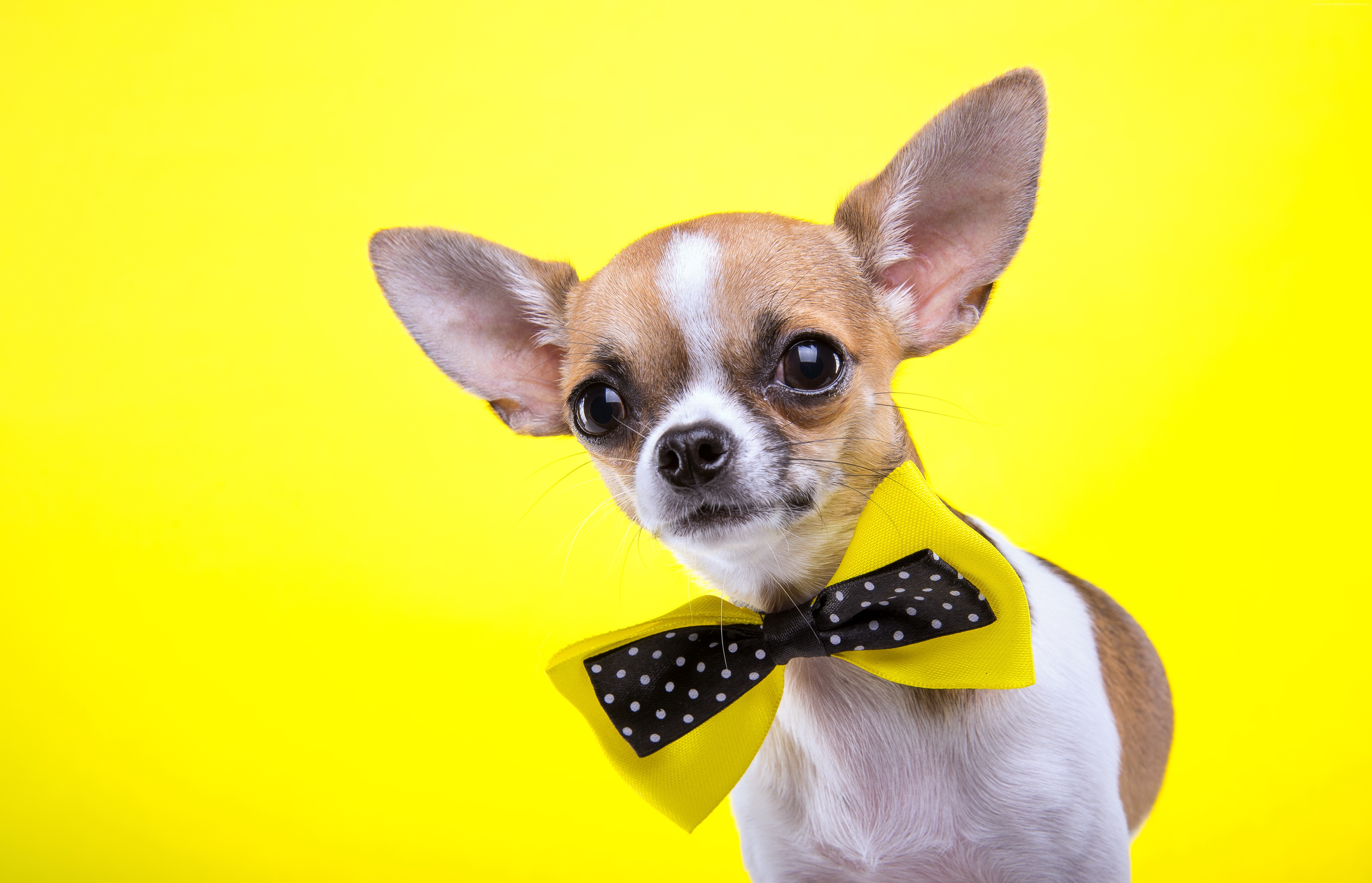 Chihuahua dog wearing a yellow bow tie HD Wallpaper