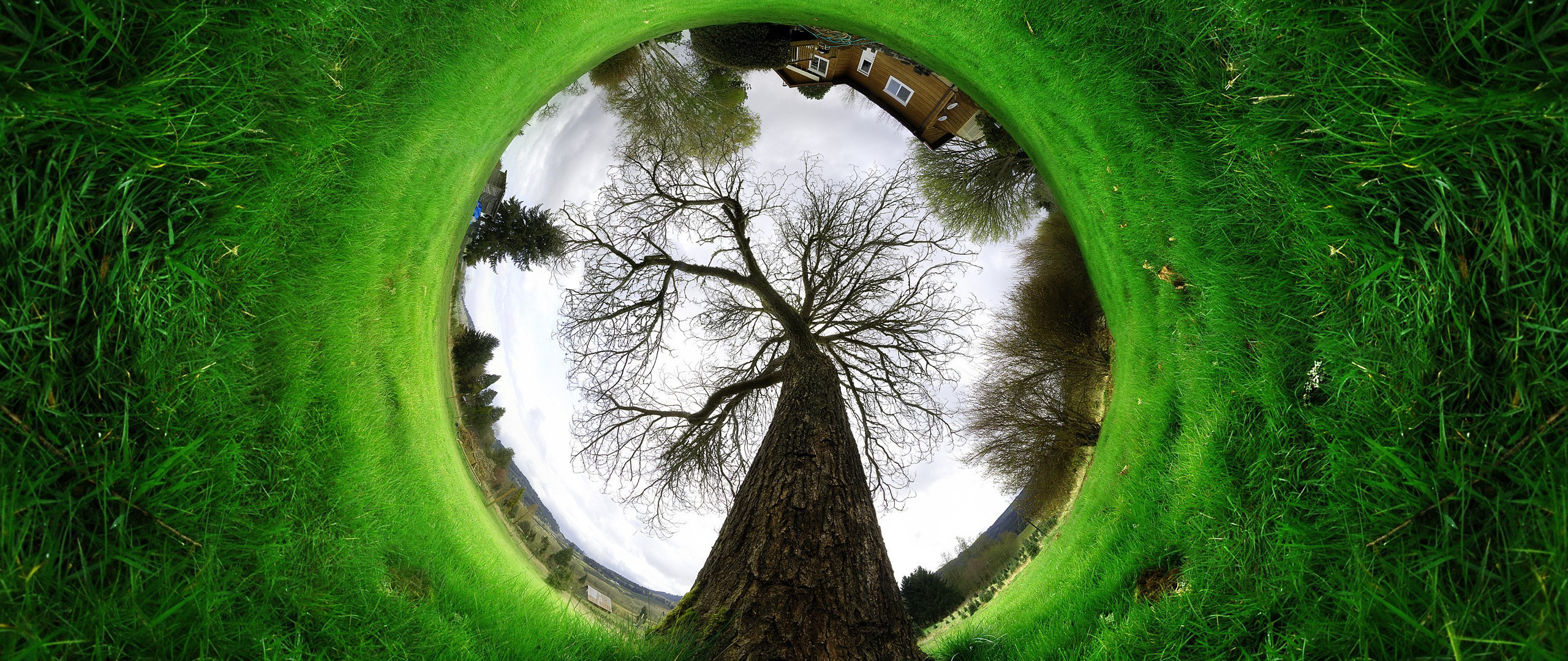 Wide angle view of a bare tree in a grassy field HD Wallpaper