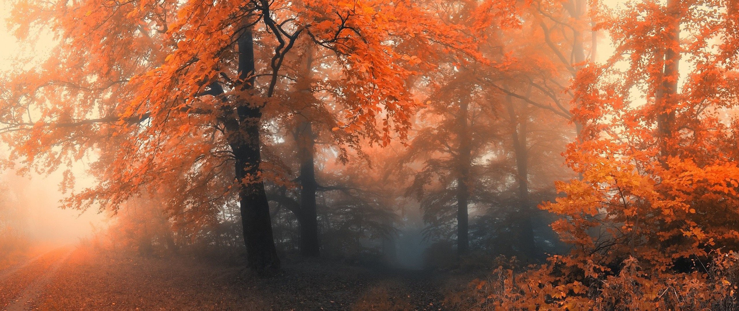 Misty Autumn Forest with Orange Leaves HD Wallpaper
