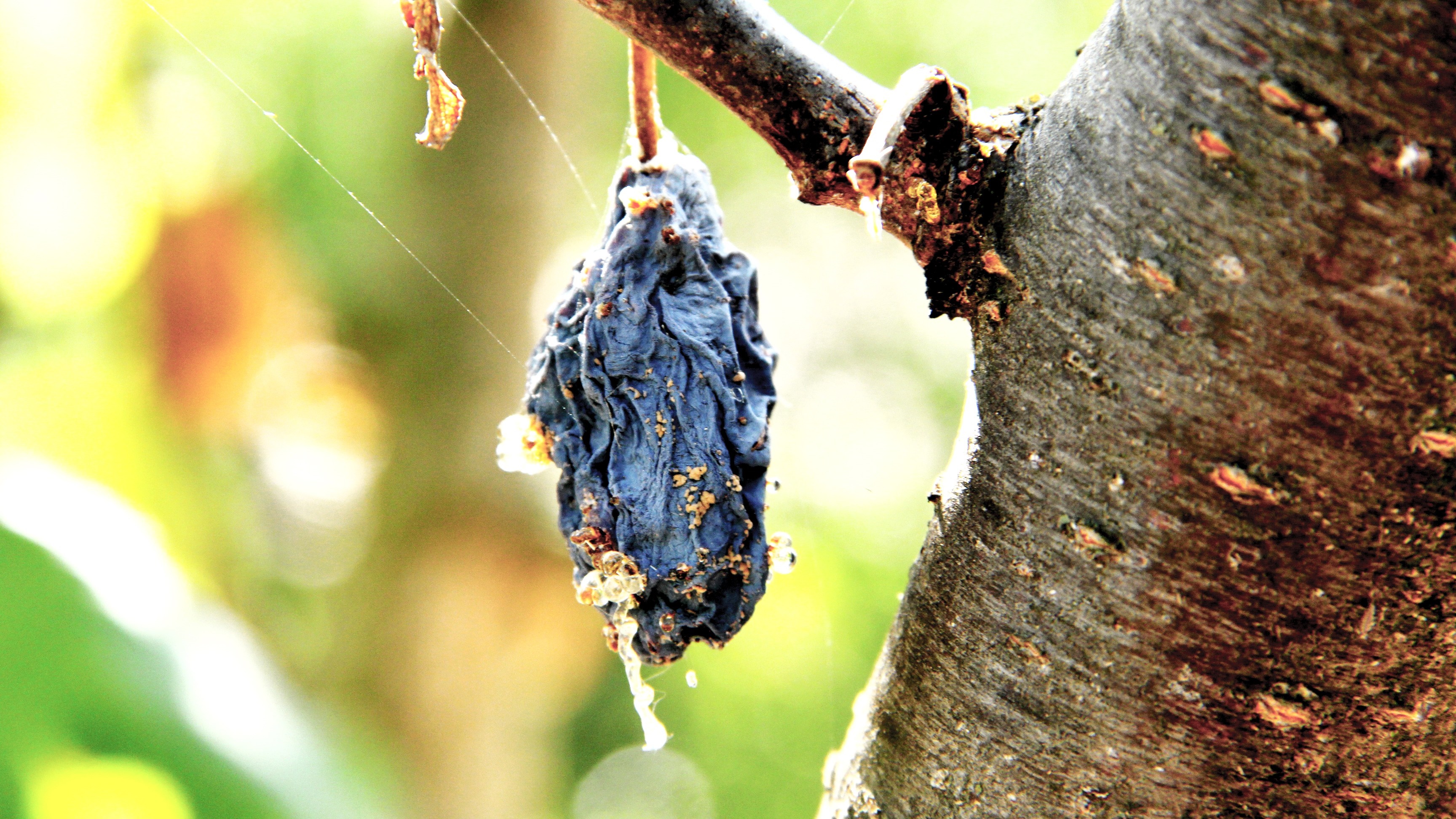A dried fruit hangs from a tree branch with spiderwebs HD Wallpaper