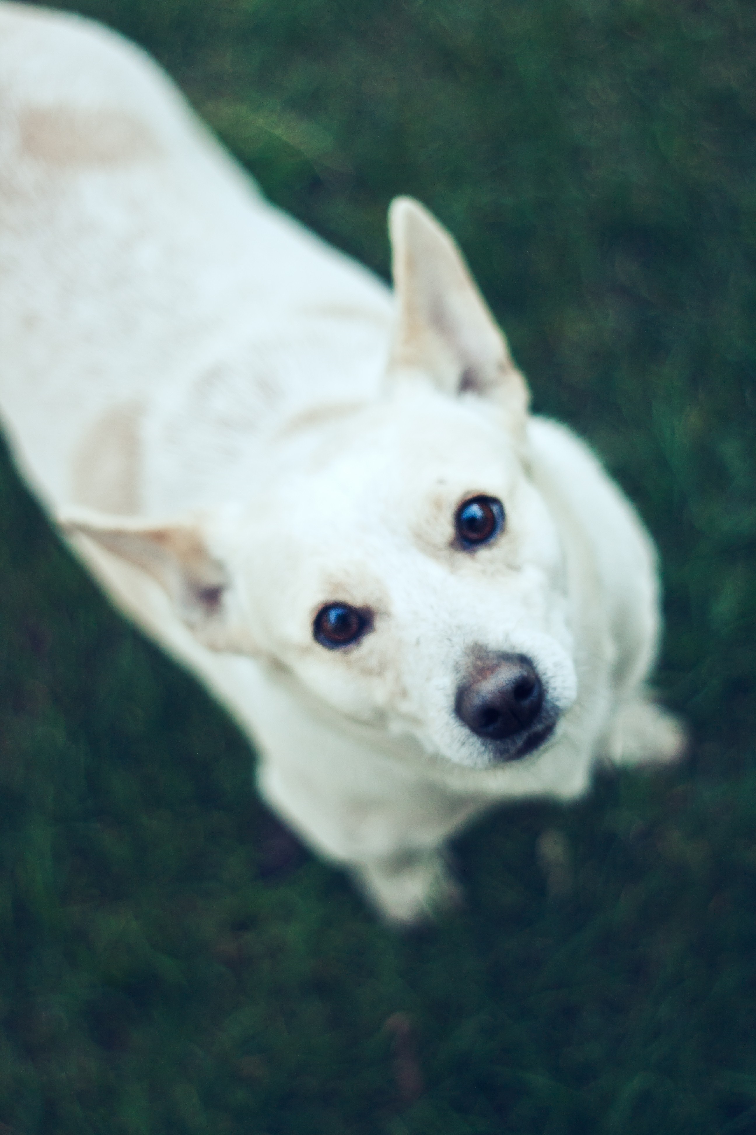 White dog looking up from grass HD Wallpaper