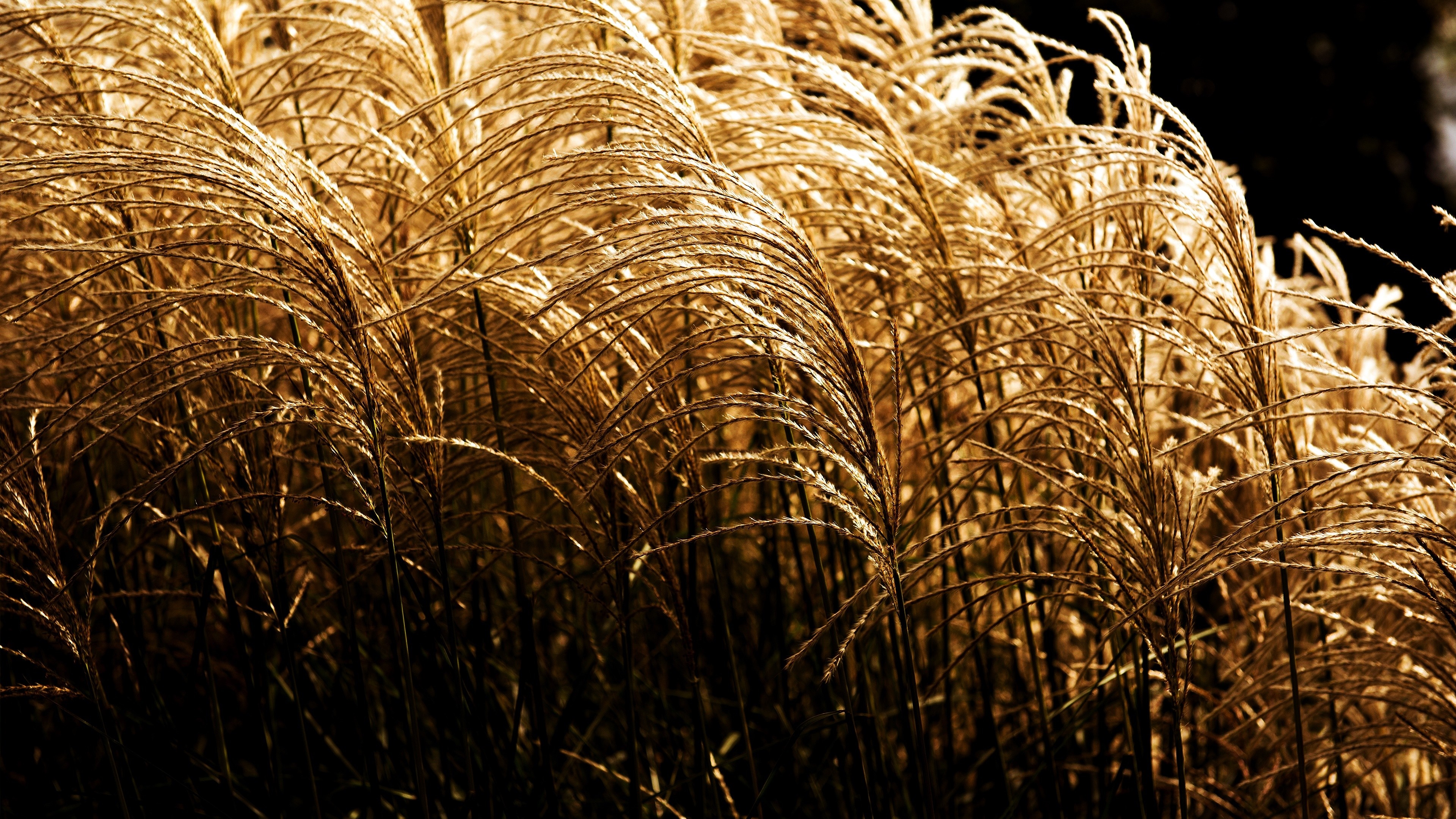 Golden pampas grass plumes in sunlight HD Wallpaper