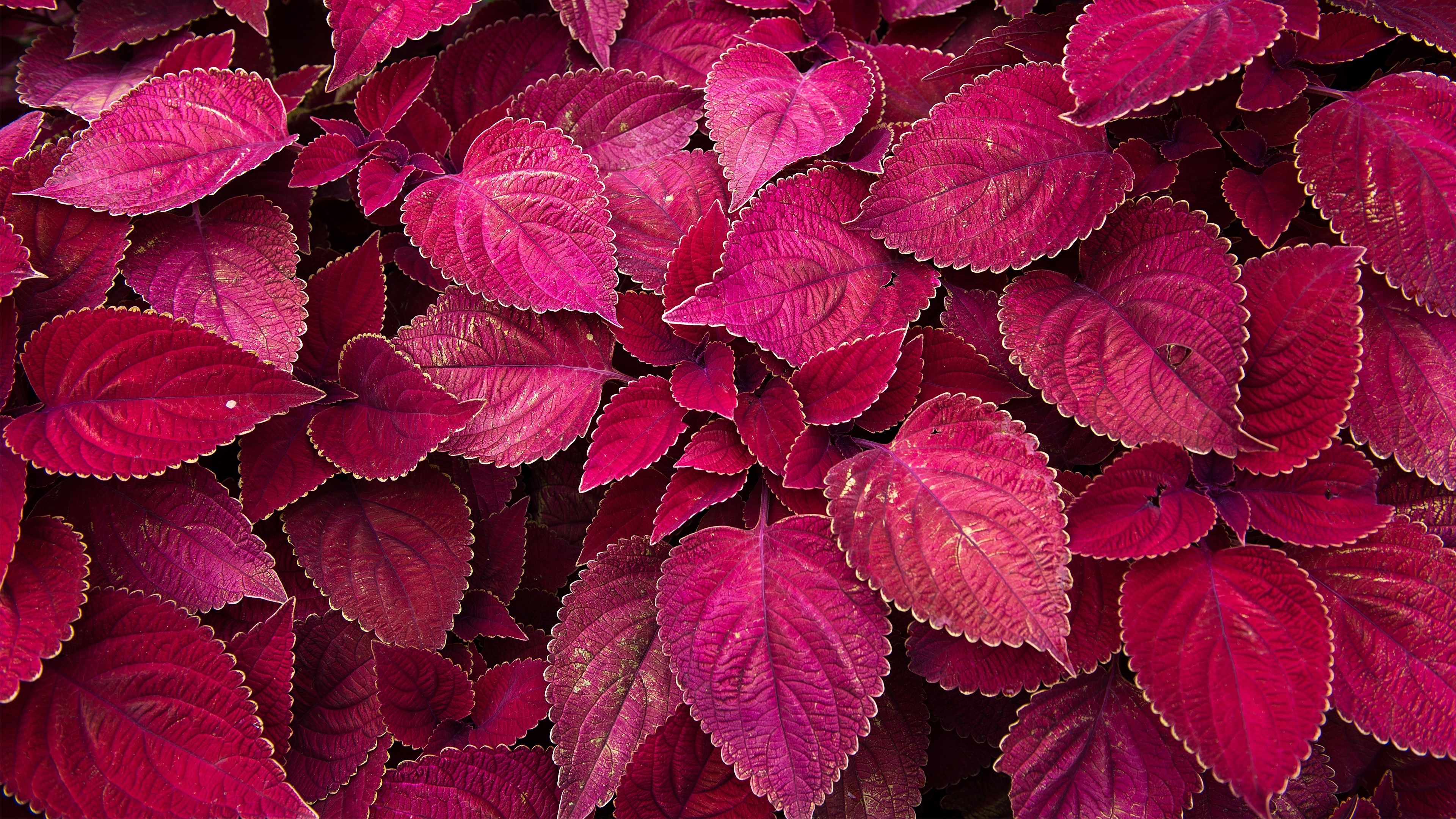 Close-up of vibrant red and pink coleus leaves HD Wallpaper