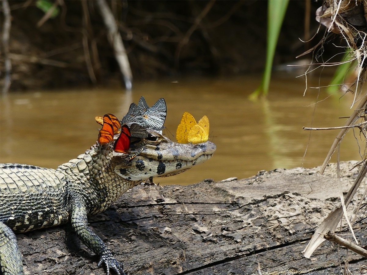 Butterflies on a caiman's head on a log HD Wallpaper