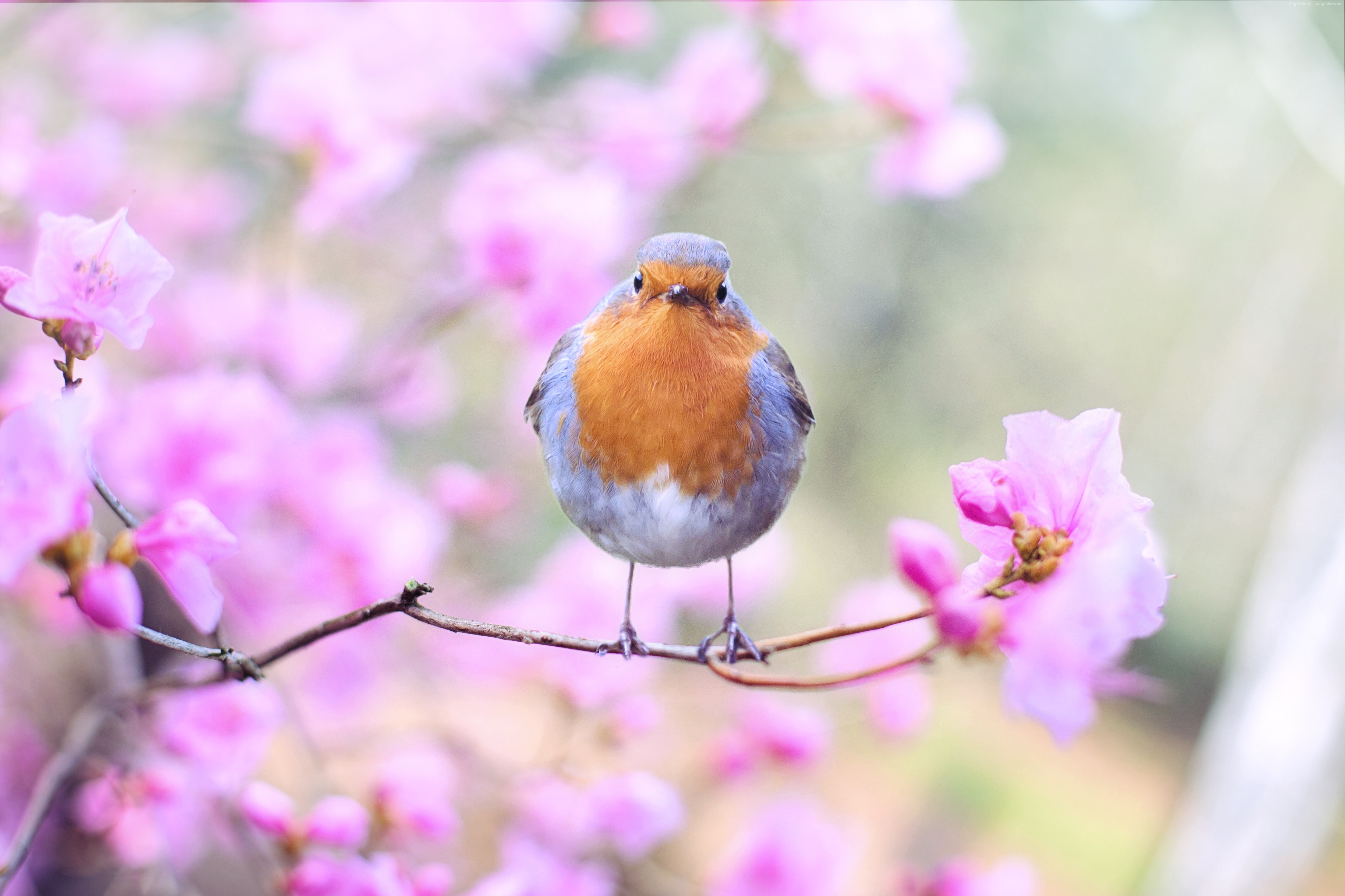 Robin bird on a branch with pink flowers HD Wallpaper