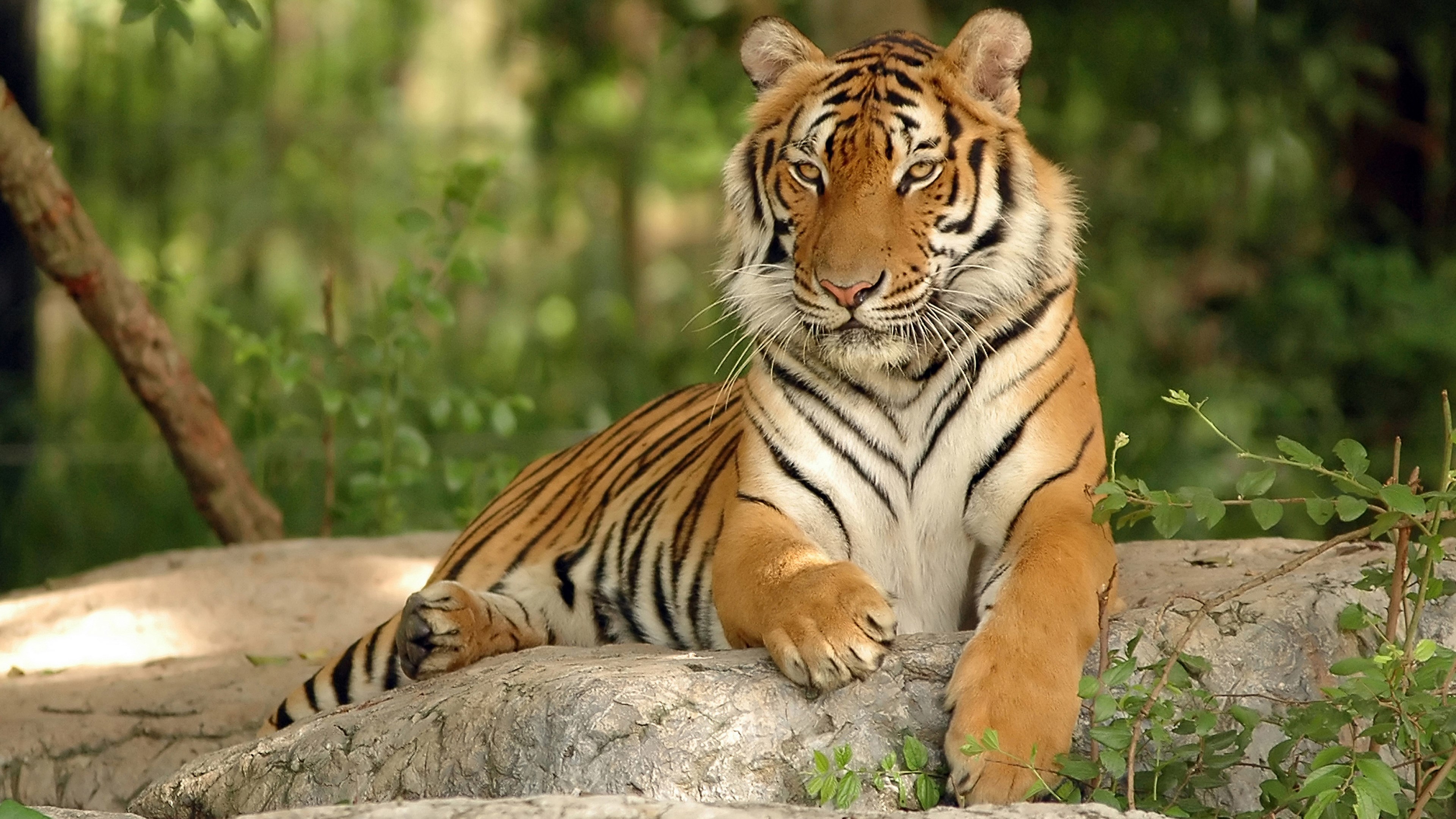 Tiger resting on rocks in a forest HD Wallpaper