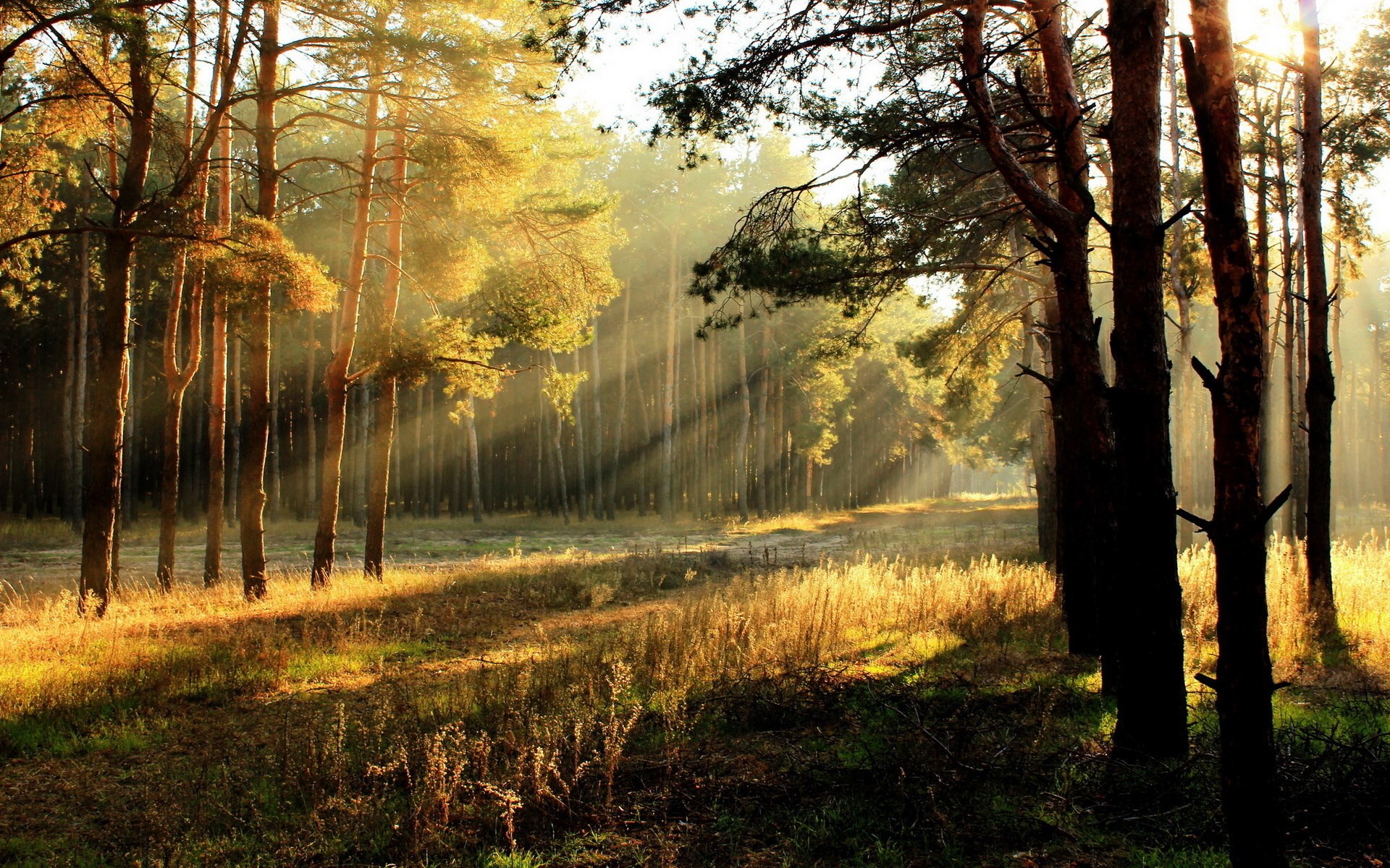 Sunbeams through a pine forest in autumn HD Wallpaper