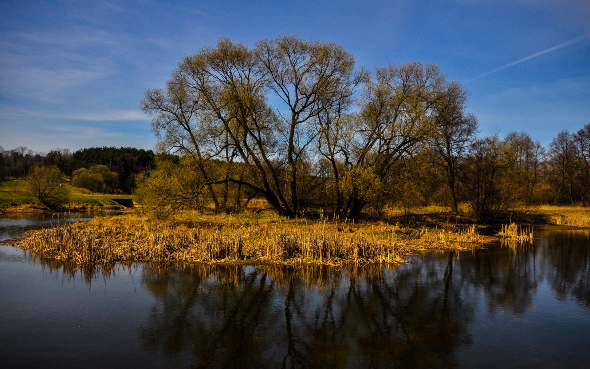 Island with trees and reeds in a river HD Wallpaper