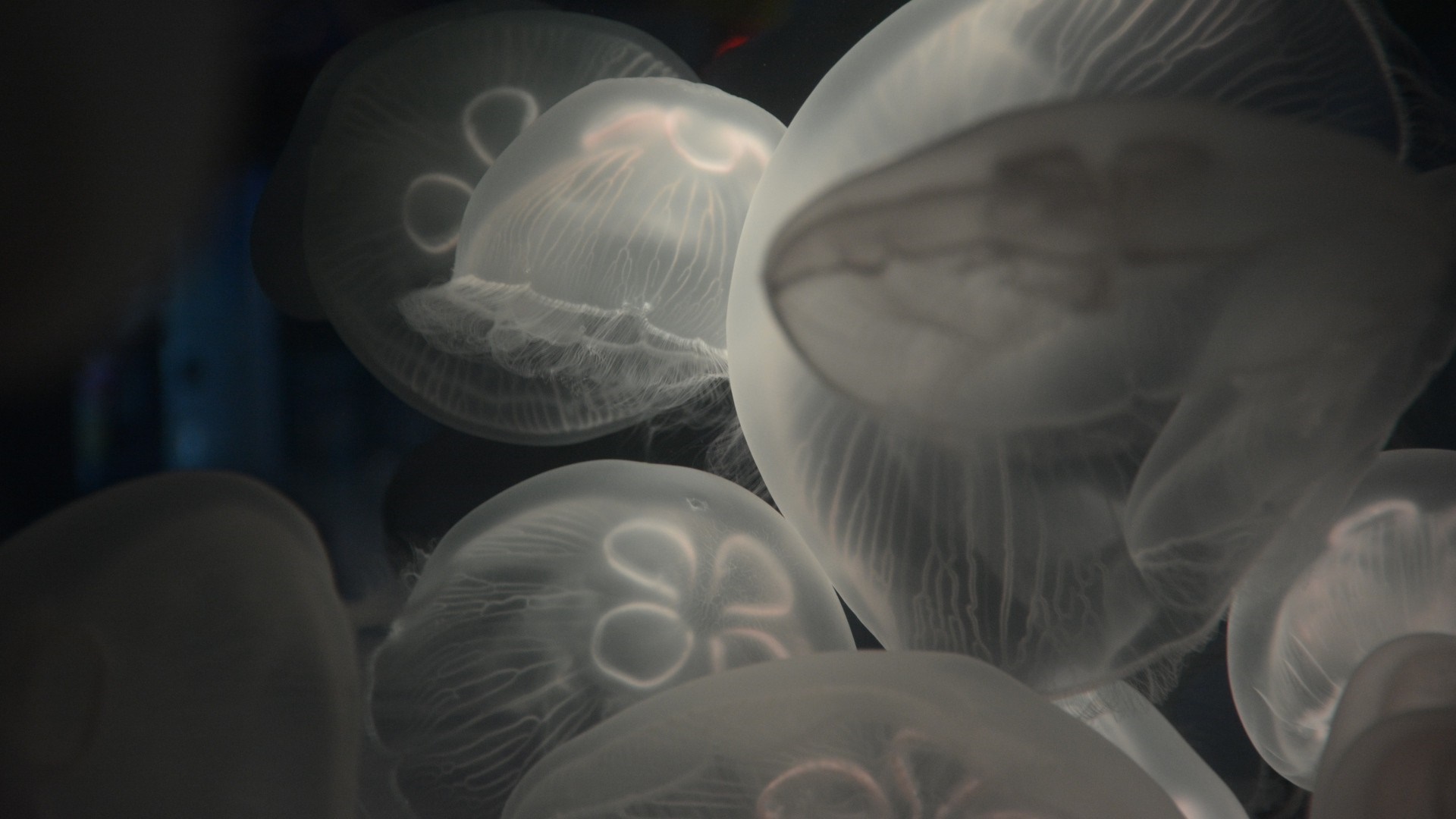 Group of translucent jellyfish underwater HD Wallpaper