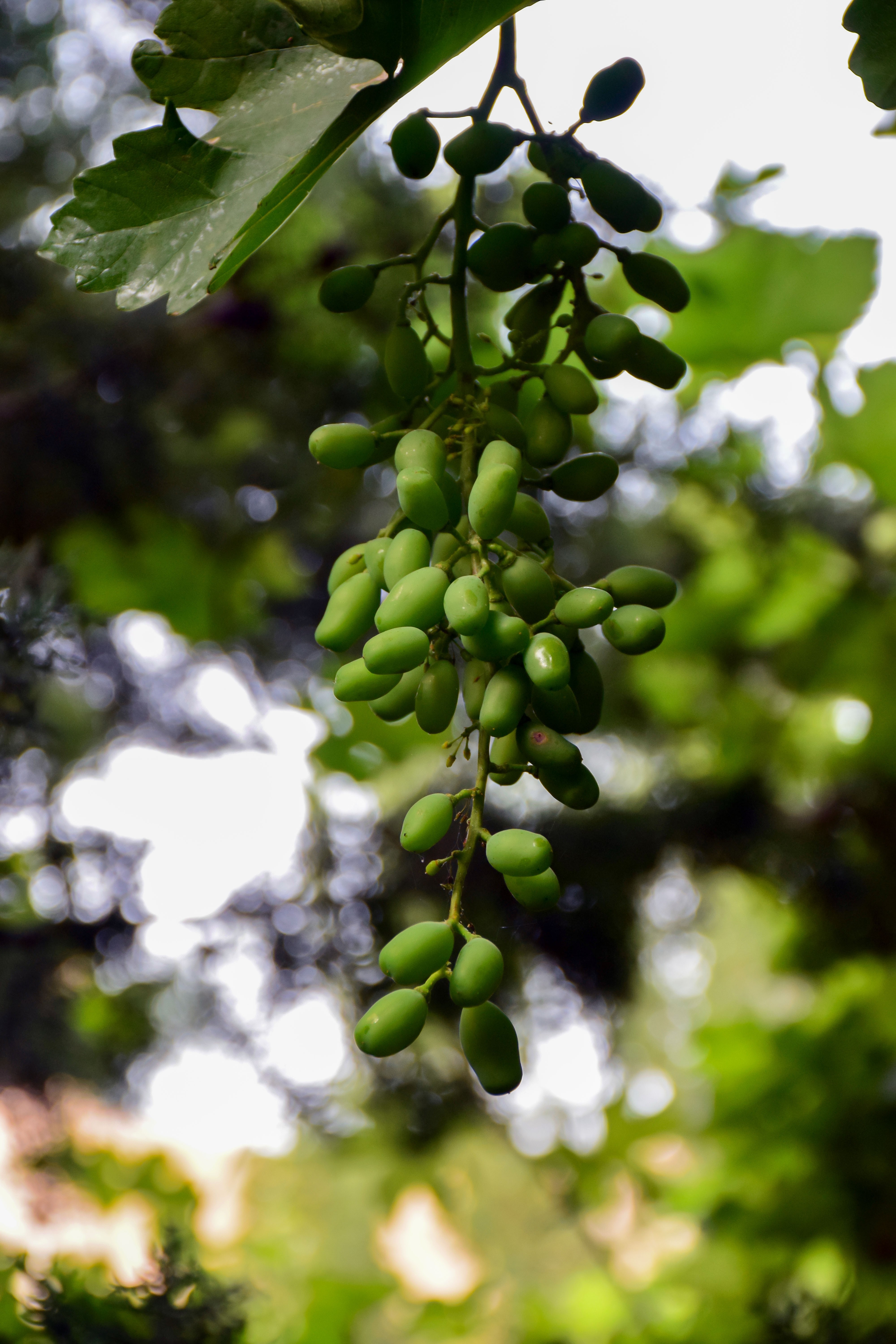 Green grapes on a branch with leaves HD Wallpaper