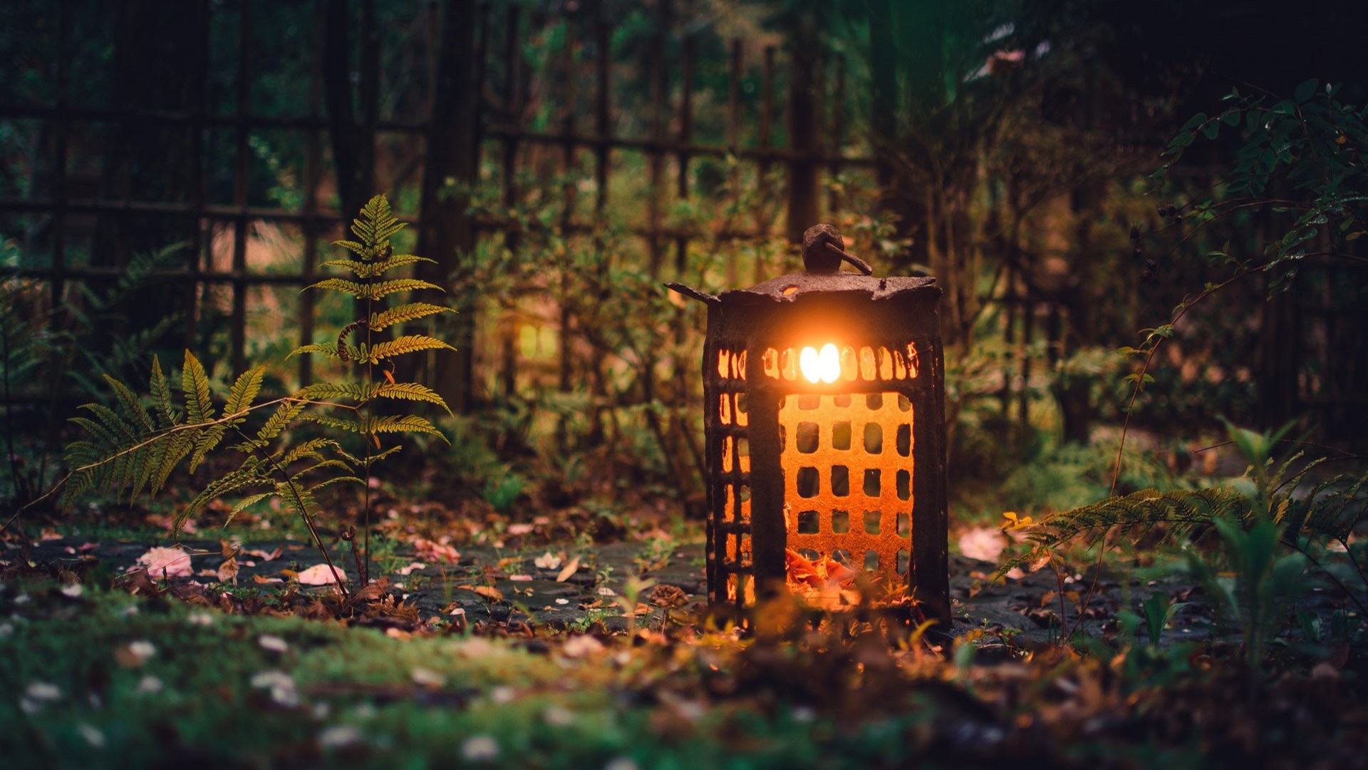 Lantern in a forest with ferns and a fence HD Wallpaper