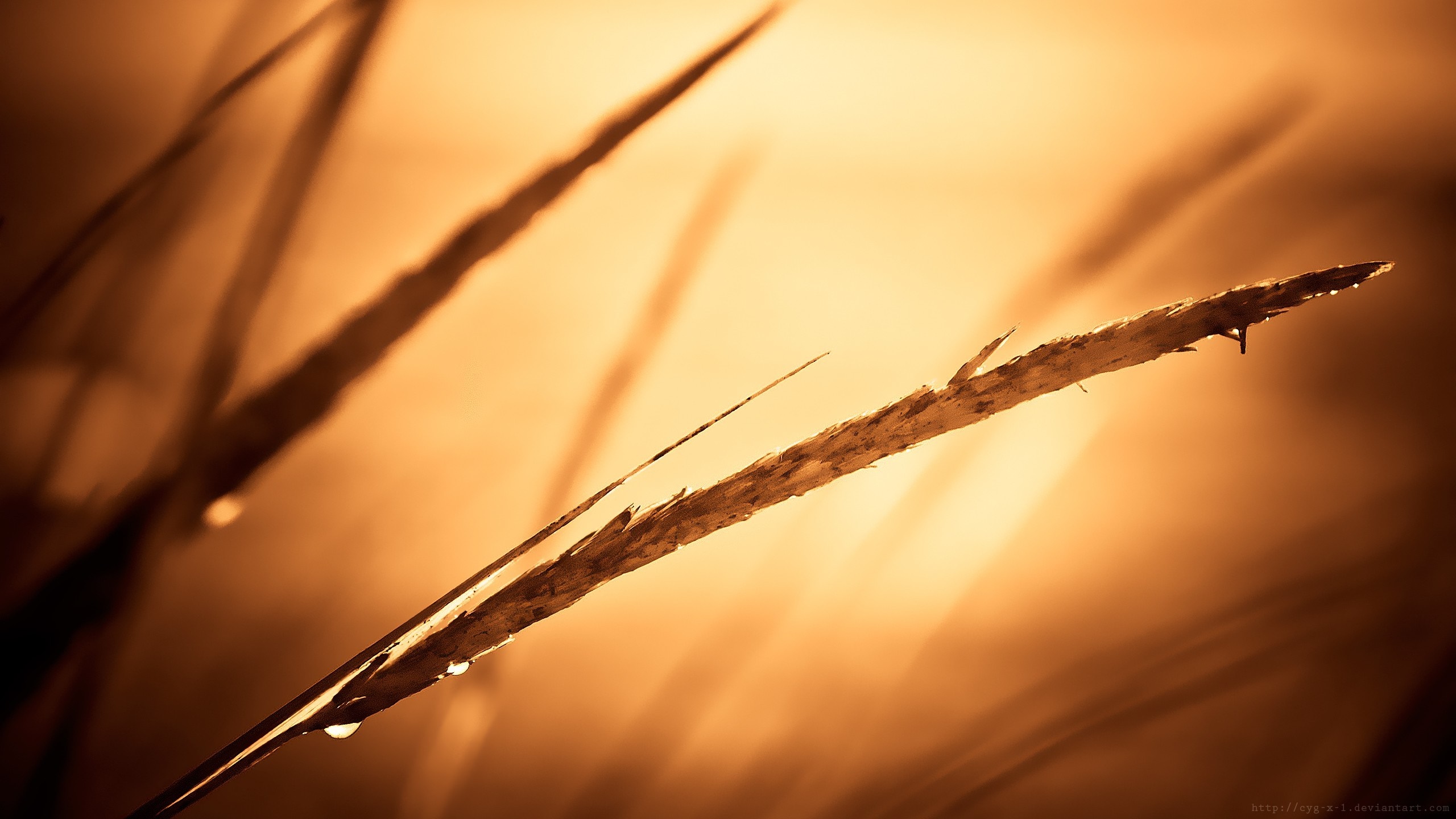 Close-up of grass stalks in golden sunlight HD Wallpaper